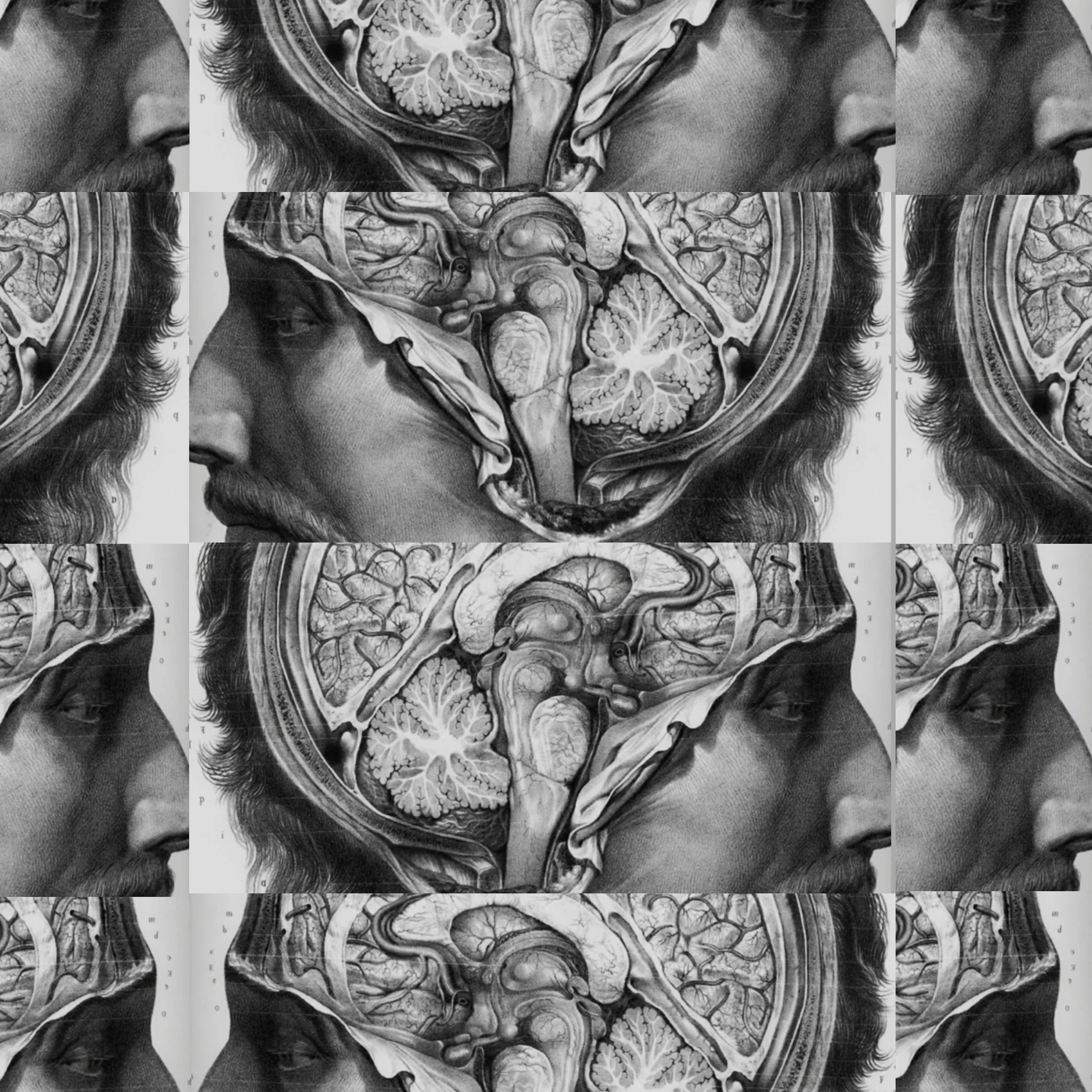 The Good Doctor, brain, sliced skull, 2K Desktop Wallpaper