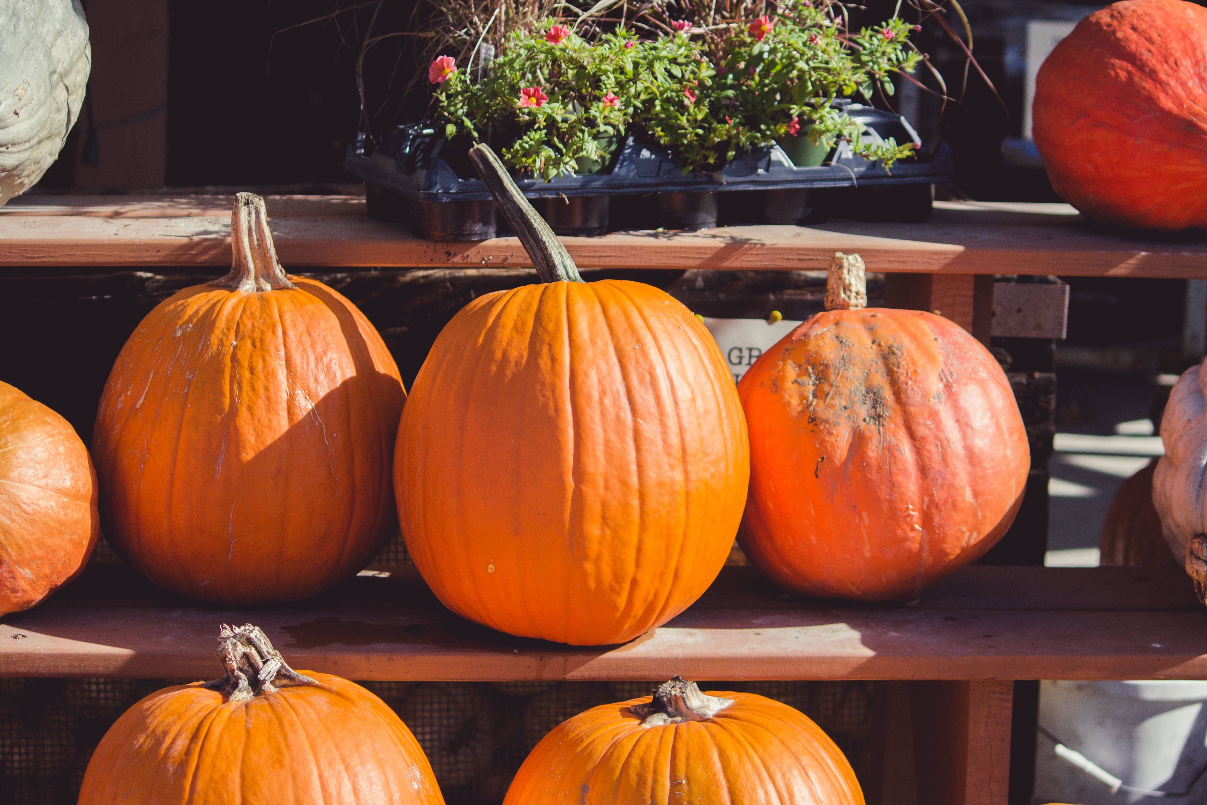 autumn harvest, vibrant orange pumpkins, warm sunlight, 4K Desktop Wallpaper