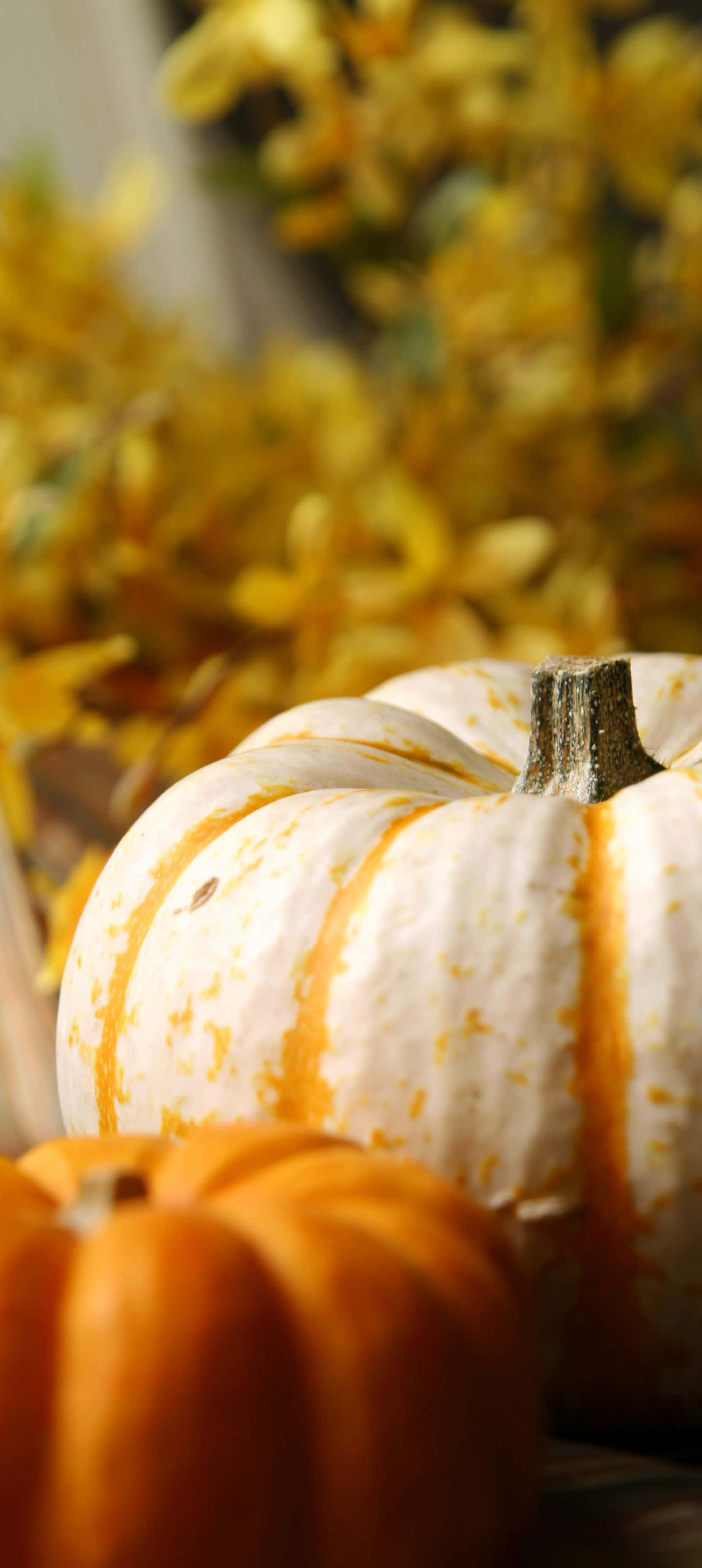 white pumpkin, orange stripes, smaller orange pumpkin, 2K Phone Wallpaper