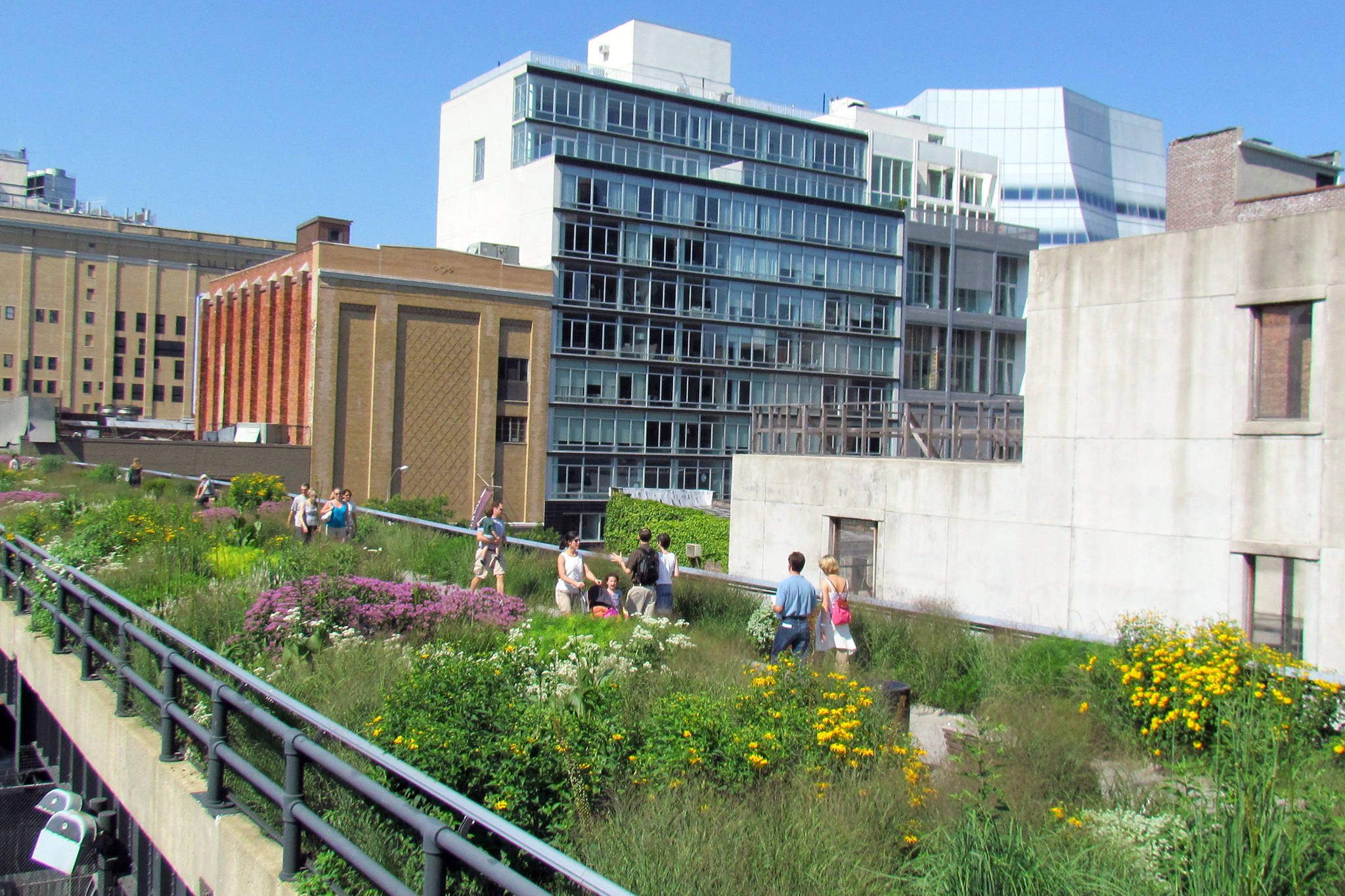 The High Line, vibrant wildflowers, greenery, Full HD Desktop Wallpaper