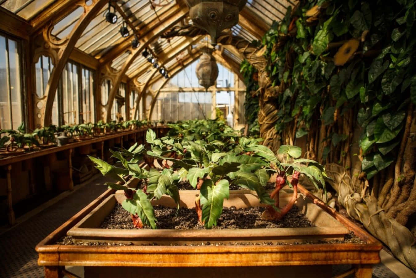 Hogwarts Greenhouses, glass greenhouse, sunlight, HD Desktop Wallpaper