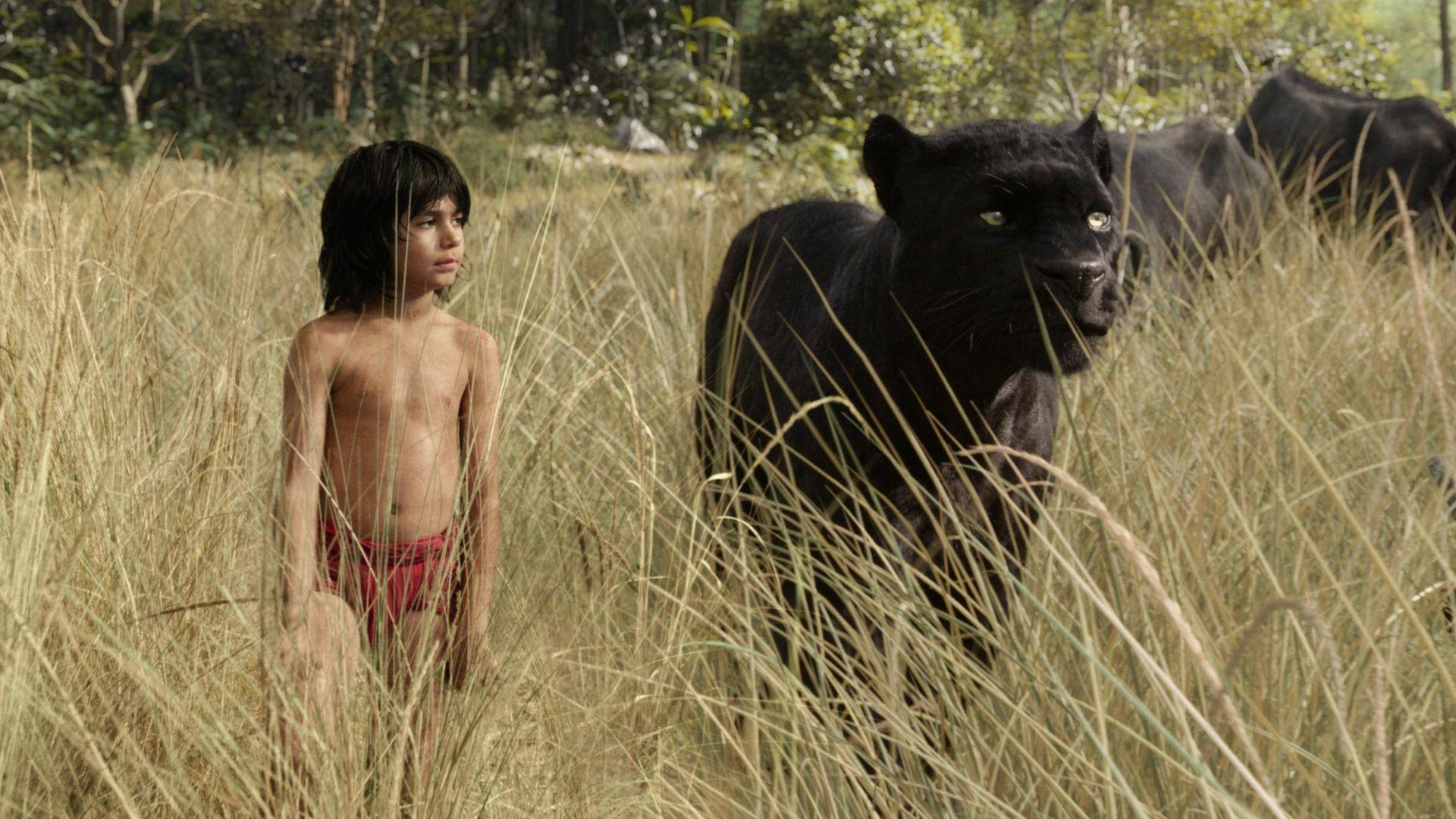 The Jungle Book, tall golden grass, black panther, Full HD Desktop Wallpaper