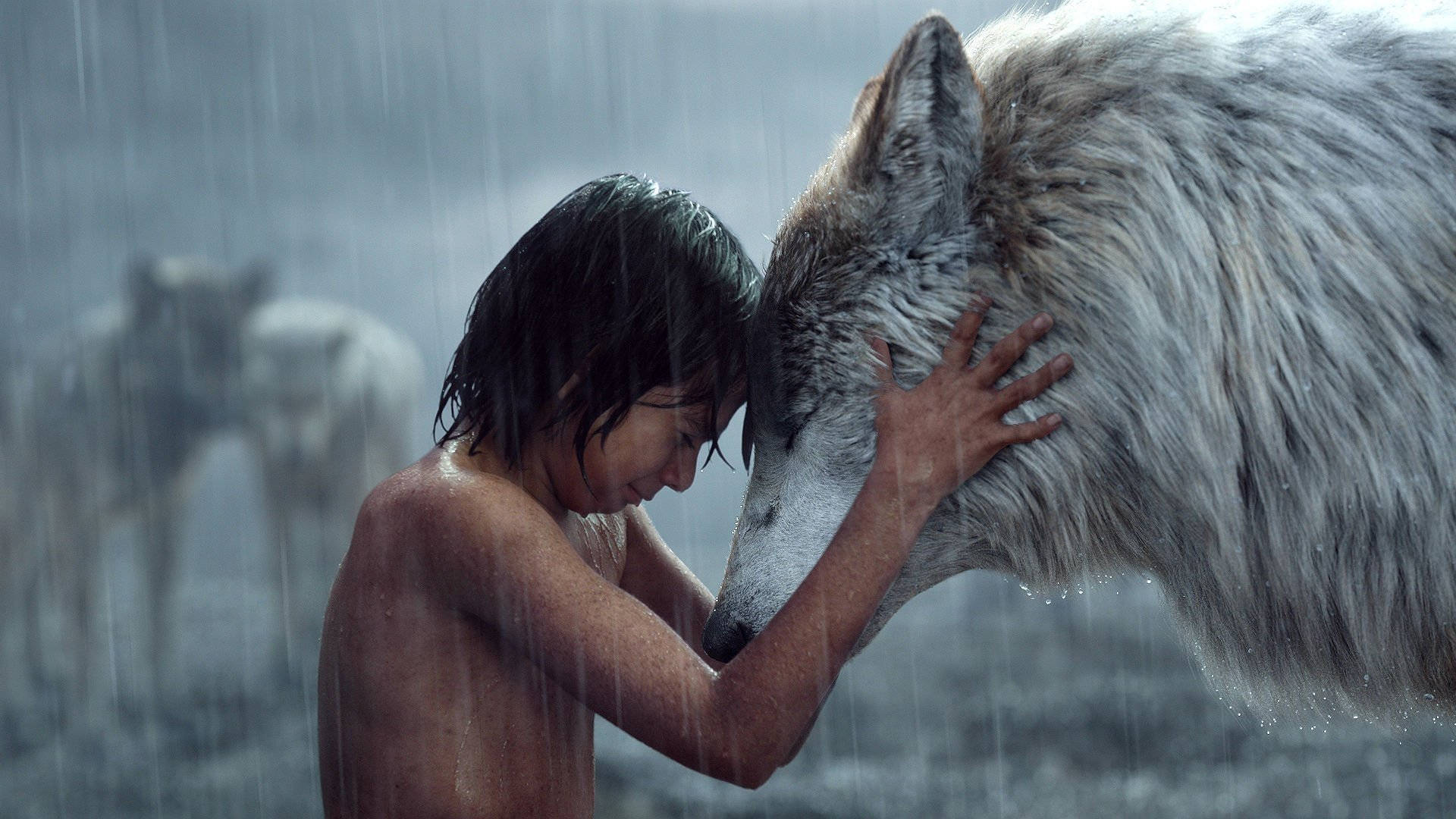The Jungle Book, white wolf, gray wolf, Full HD Desktop Wallpaper