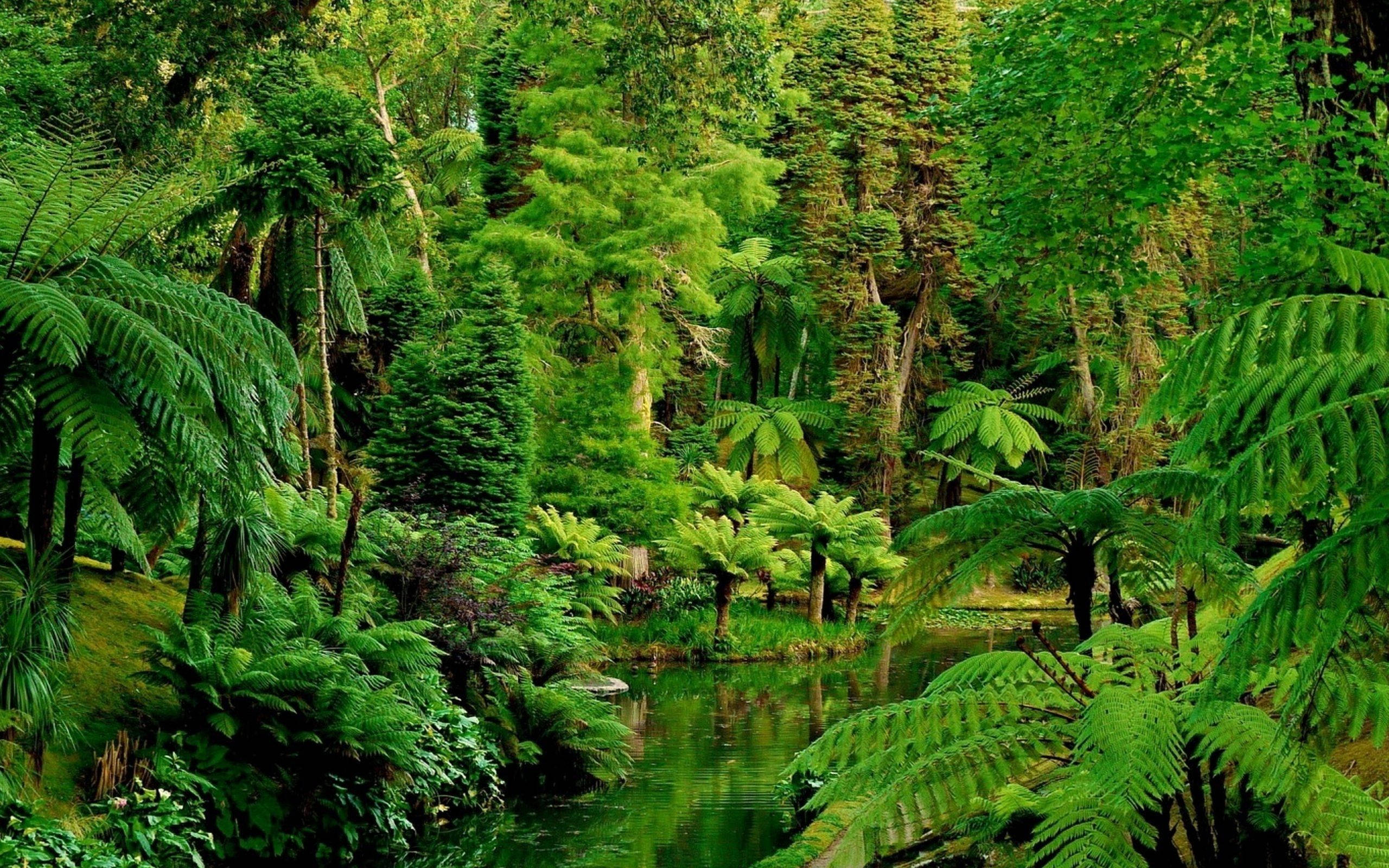 jungle, lake, lush green forest, 2K Desktop Wallpaper