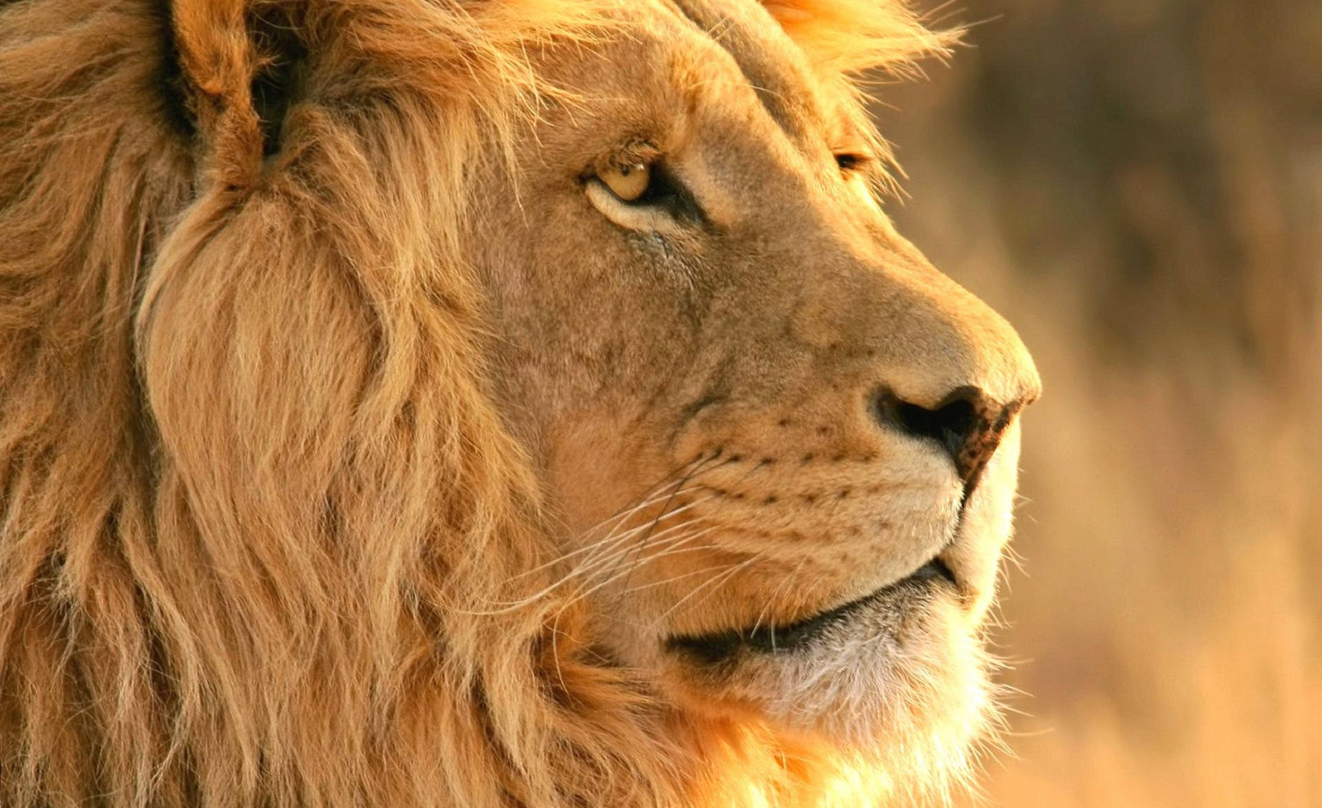 lion, jungle, golden sunlight, Full HD Desktop Wallpaper