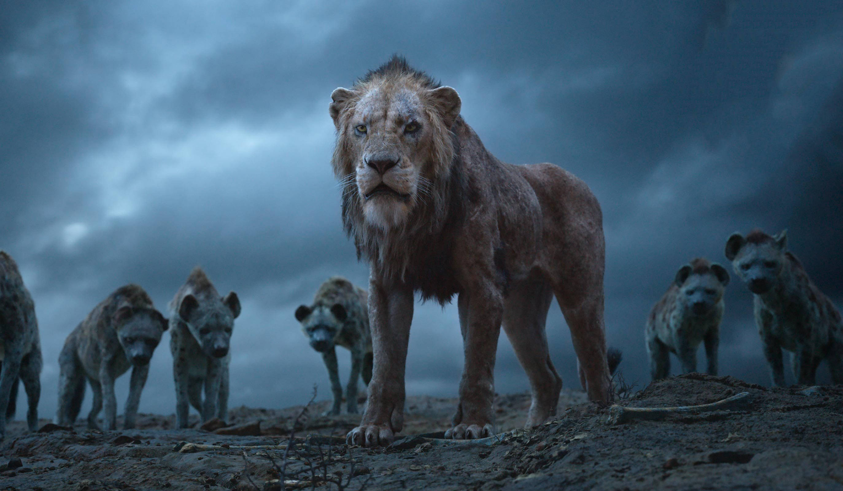 The Lion King, live action movie, lion, 2K Desktop Wallpaper