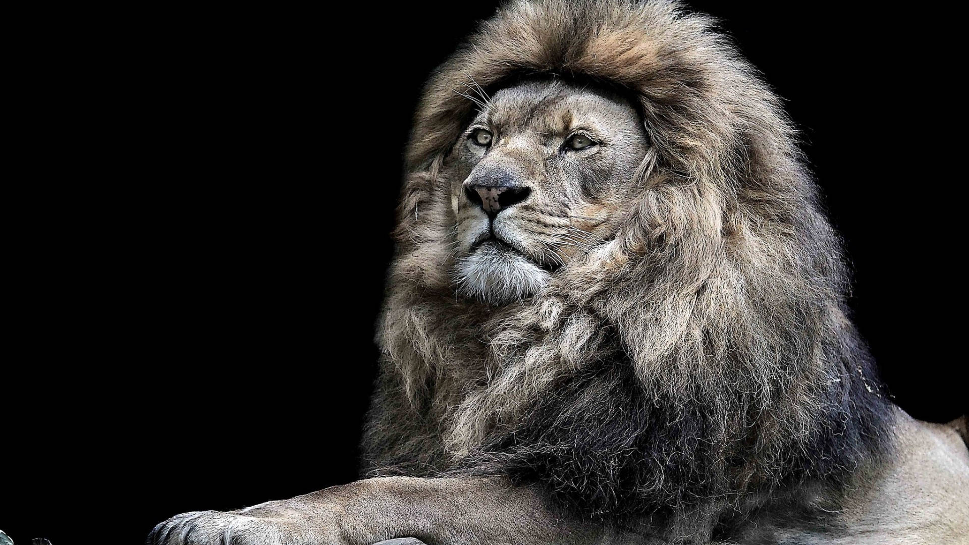 The Lion King, male lion, thick mane, Full HD Desktop Wallpaper