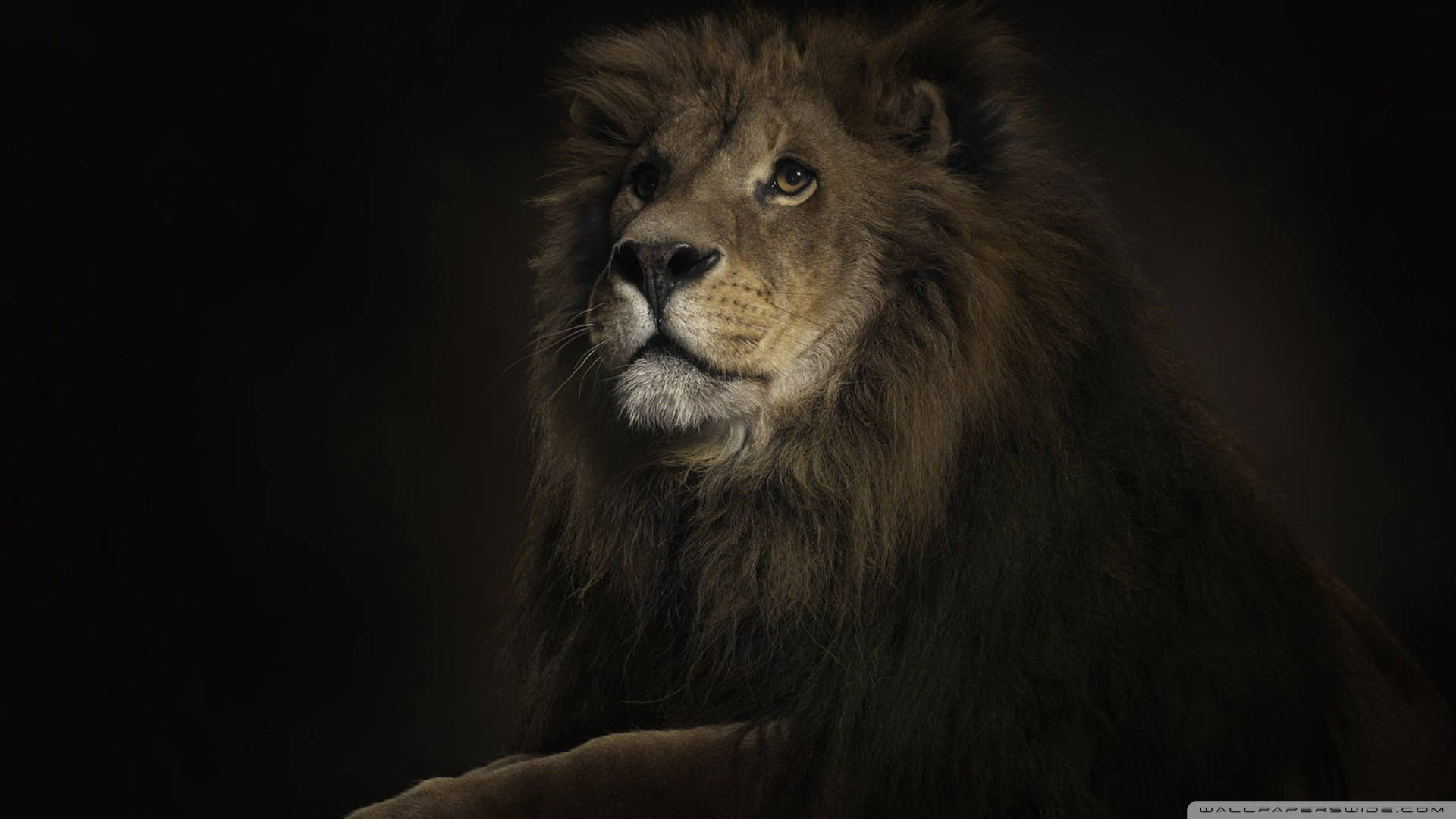 The Lion King, male lion, thick mane, Full HD Desktop Wallpaper