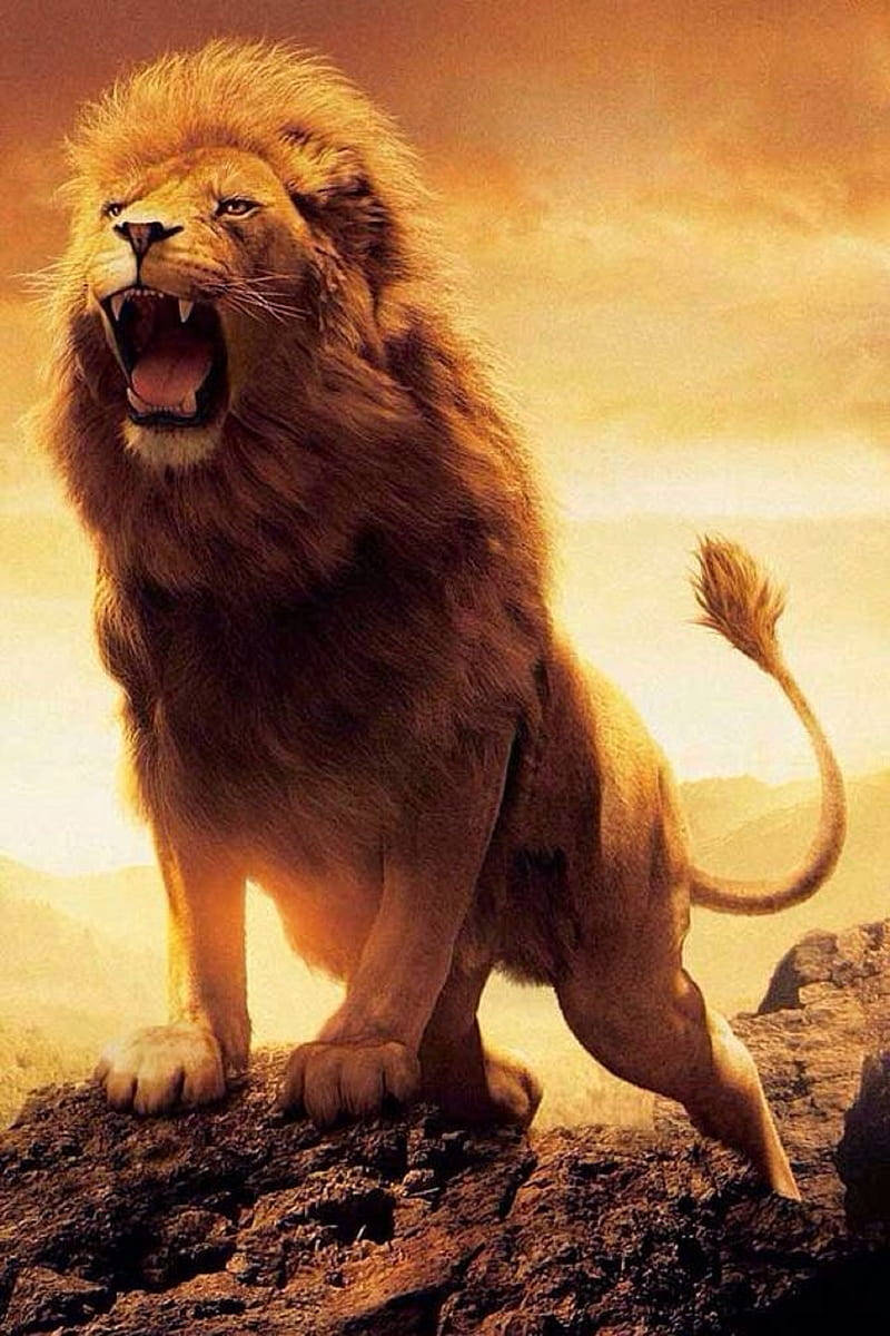 The Lion King, lion, roar, SD Phone Wallpaper