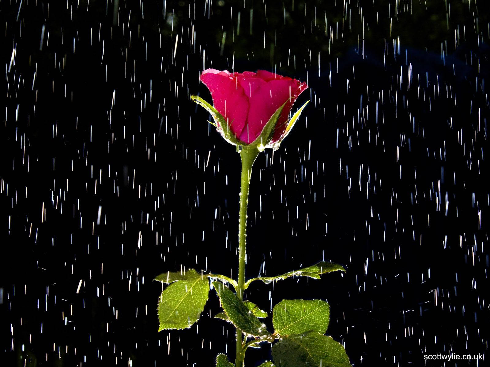 rain, vibrant pink rose, stark black background, HD Desktop Wallpaper