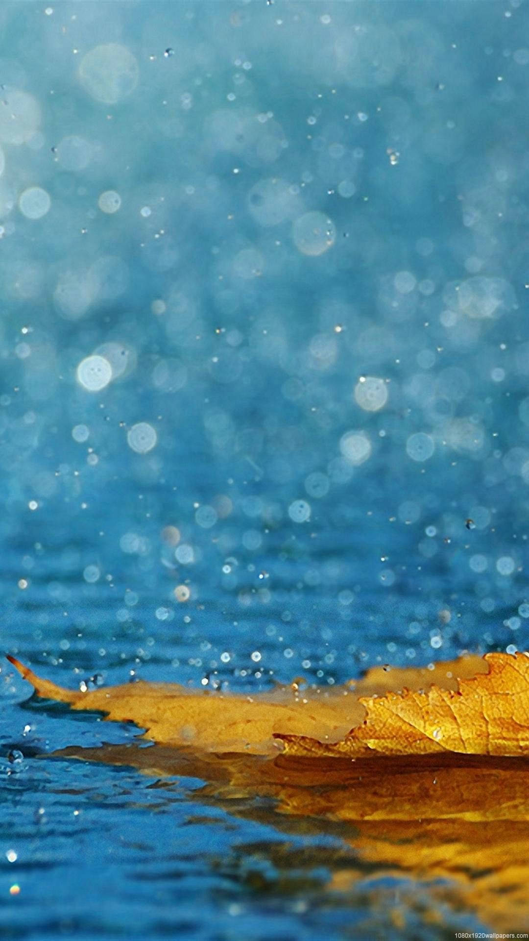 iPhone, golden autumn leaf, rippling blue water, Full HD Phone Wallpaper