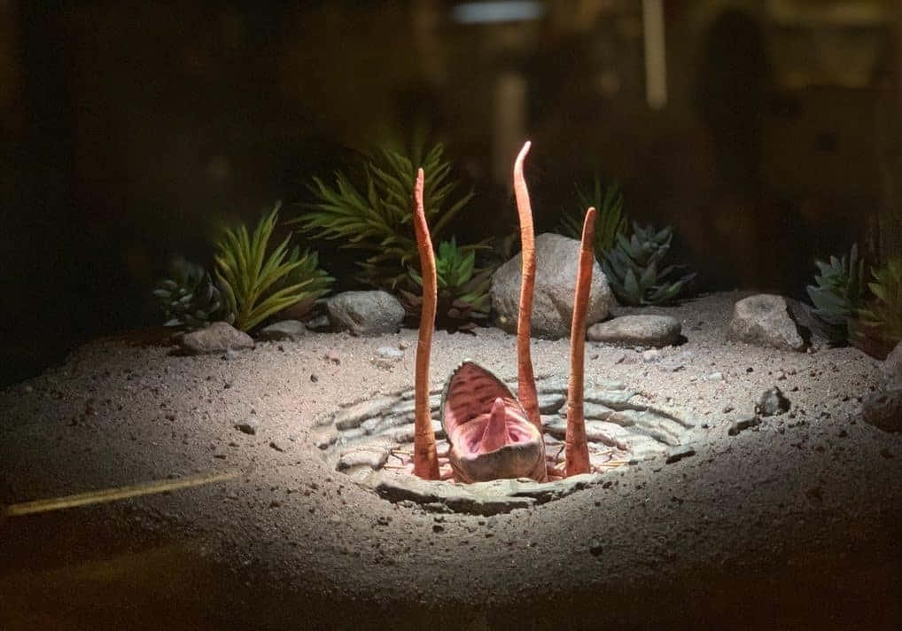 The Sarlacc Pit, glowing pink parasitic worm, three tentacles, SD Desktop Wallpaper