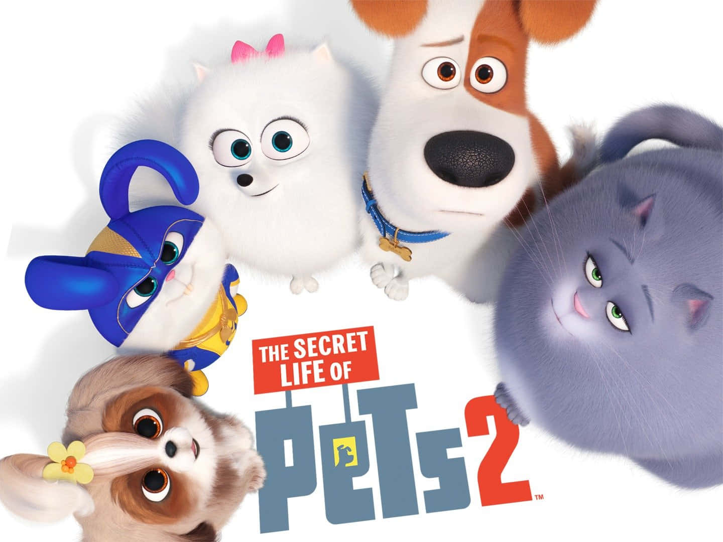 The Secret Life Of Pets 2, animated pets, expressive eyes, HD Desktop Wallpaper