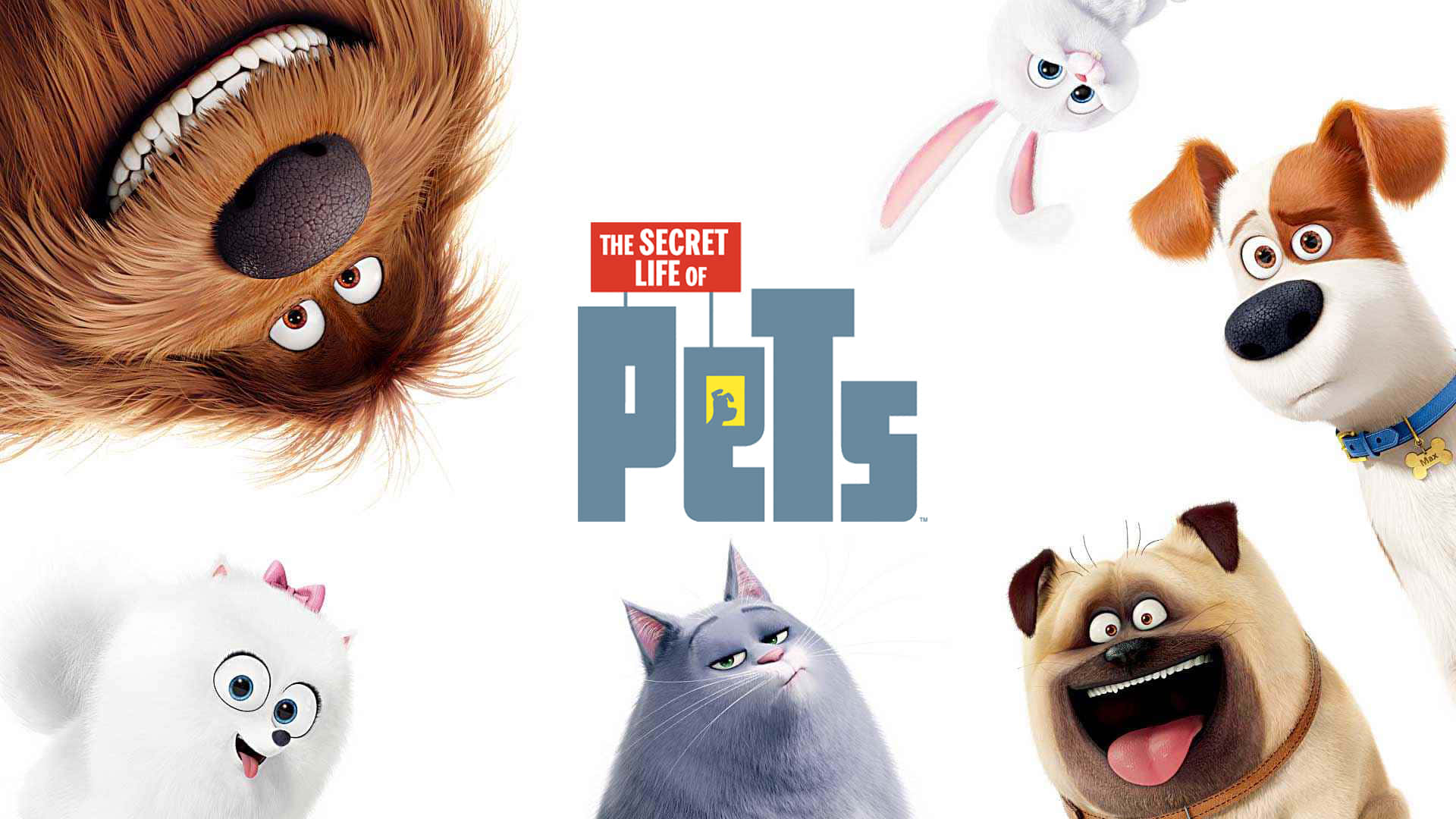 The Secret Life Of Pets 2, cartoon animals, expressive faces, Full HD Desktop Wallpaper