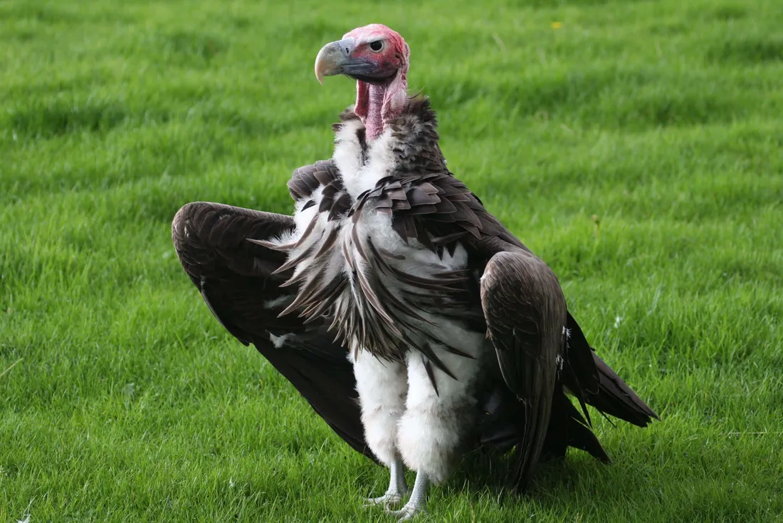 The Vulture
