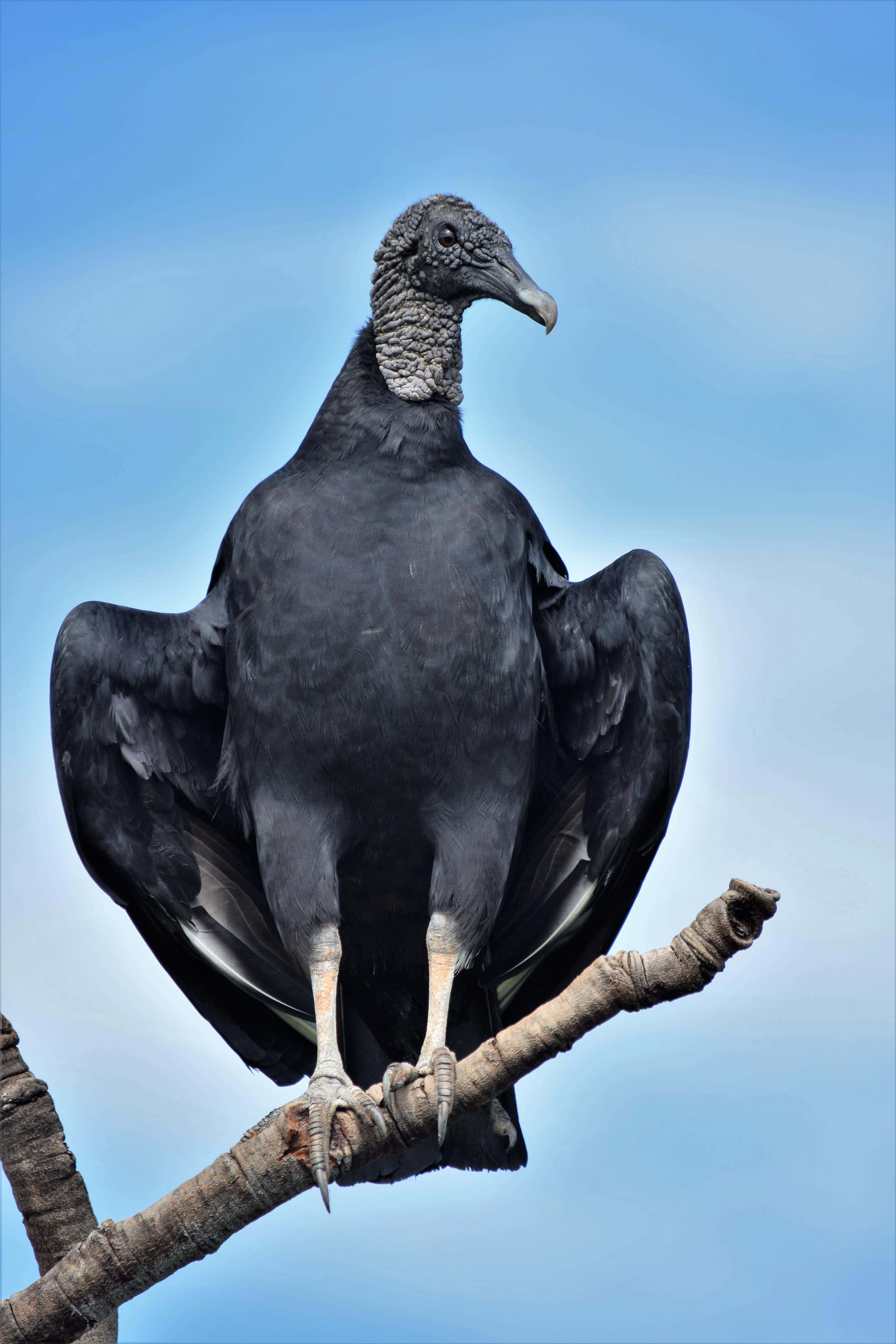 Black Vulture, weathered branch, clear blue sky, 5K Phone Wallpaper