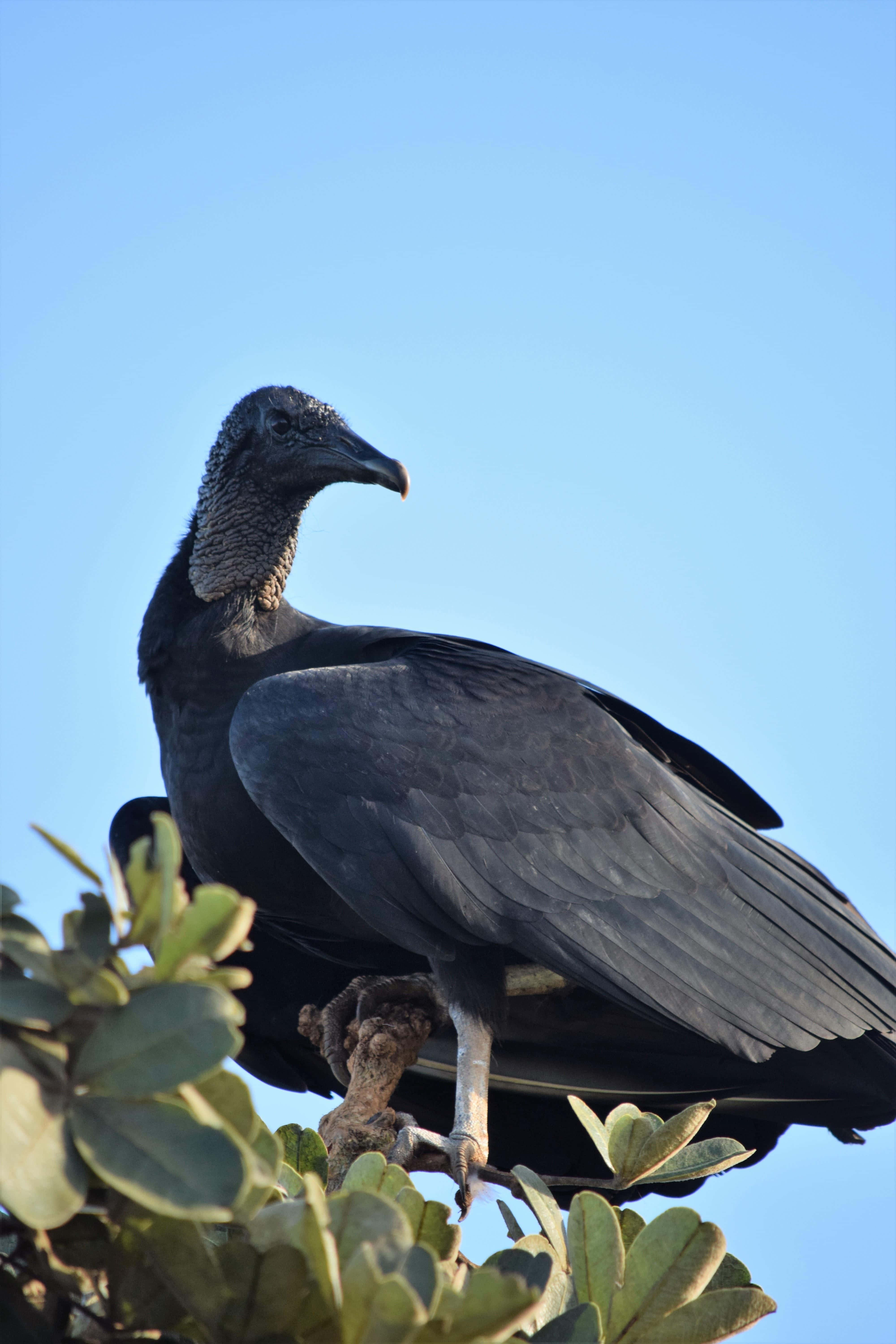 Black Vulture, leafy branch, clear blue sky, 5K Phone Wallpaper