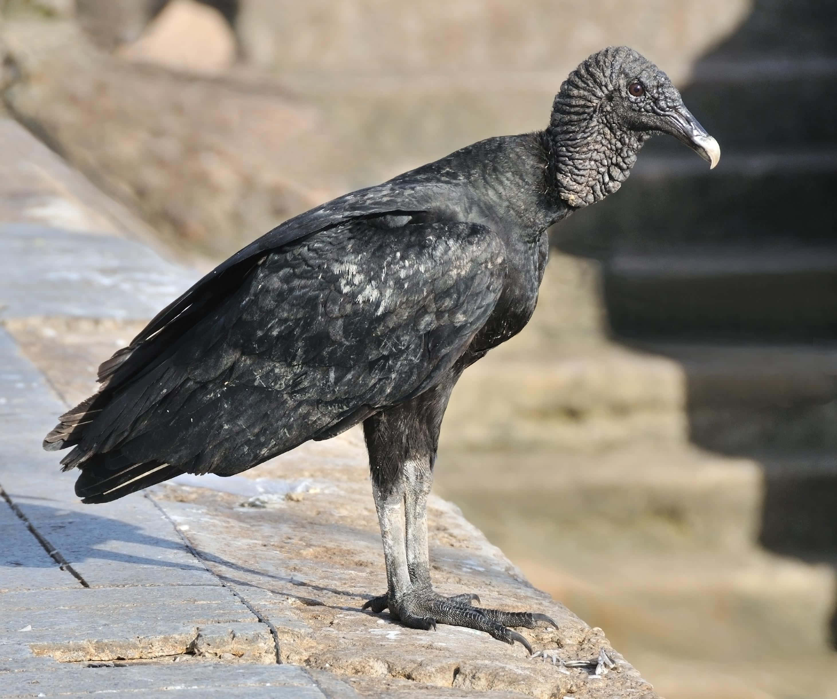 black vulture, weathered stone steps, bright daylight, 2K Desktop Wallpaper