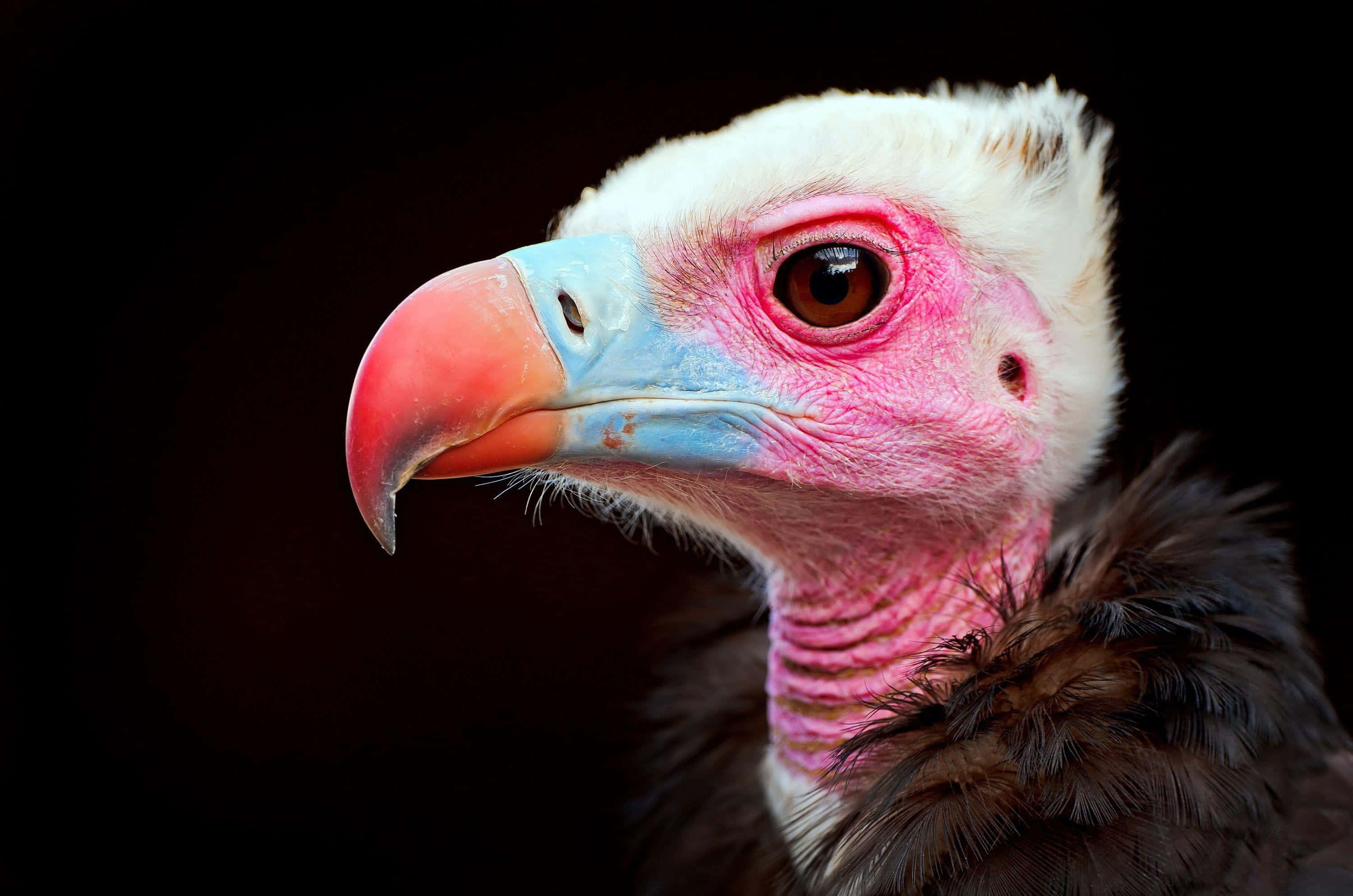 vulture, pink skin, curved orange beak, 2K Desktop Wallpaper