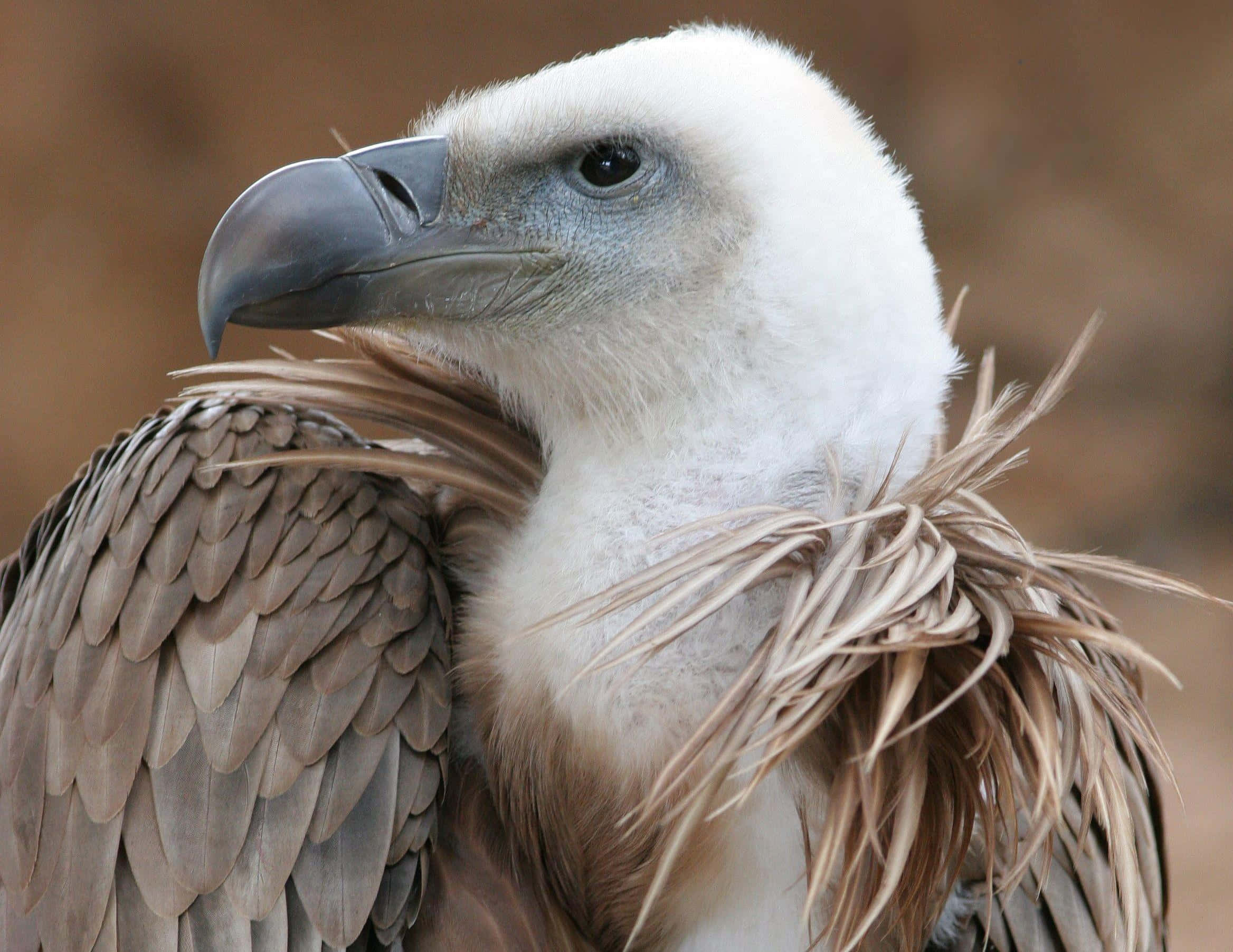 vulture, white head, neck ruff, Full HD Desktop Wallpaper