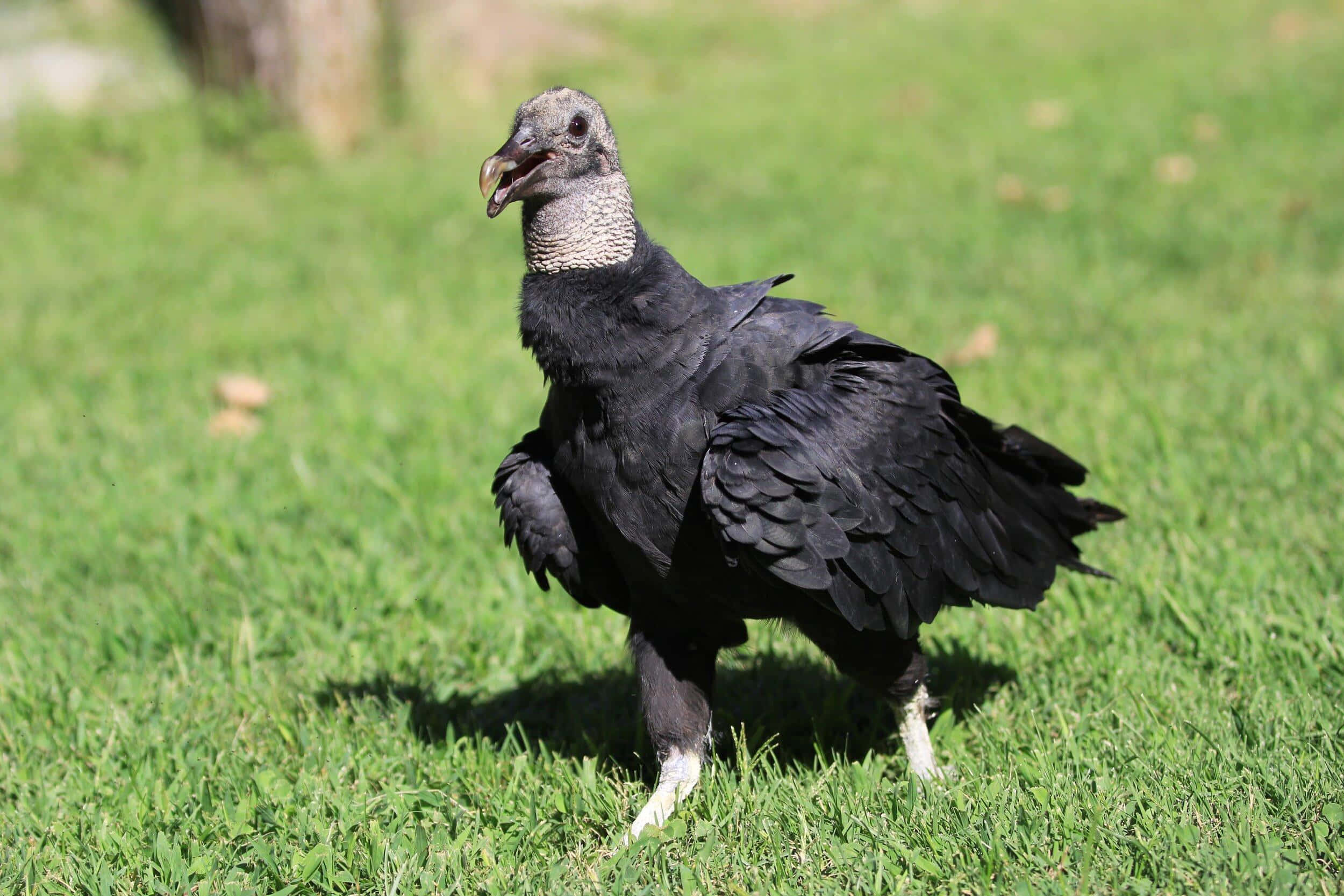 Black Vulture, vibrant green grass, bright daylight, Full HD Desktop Wallpaper