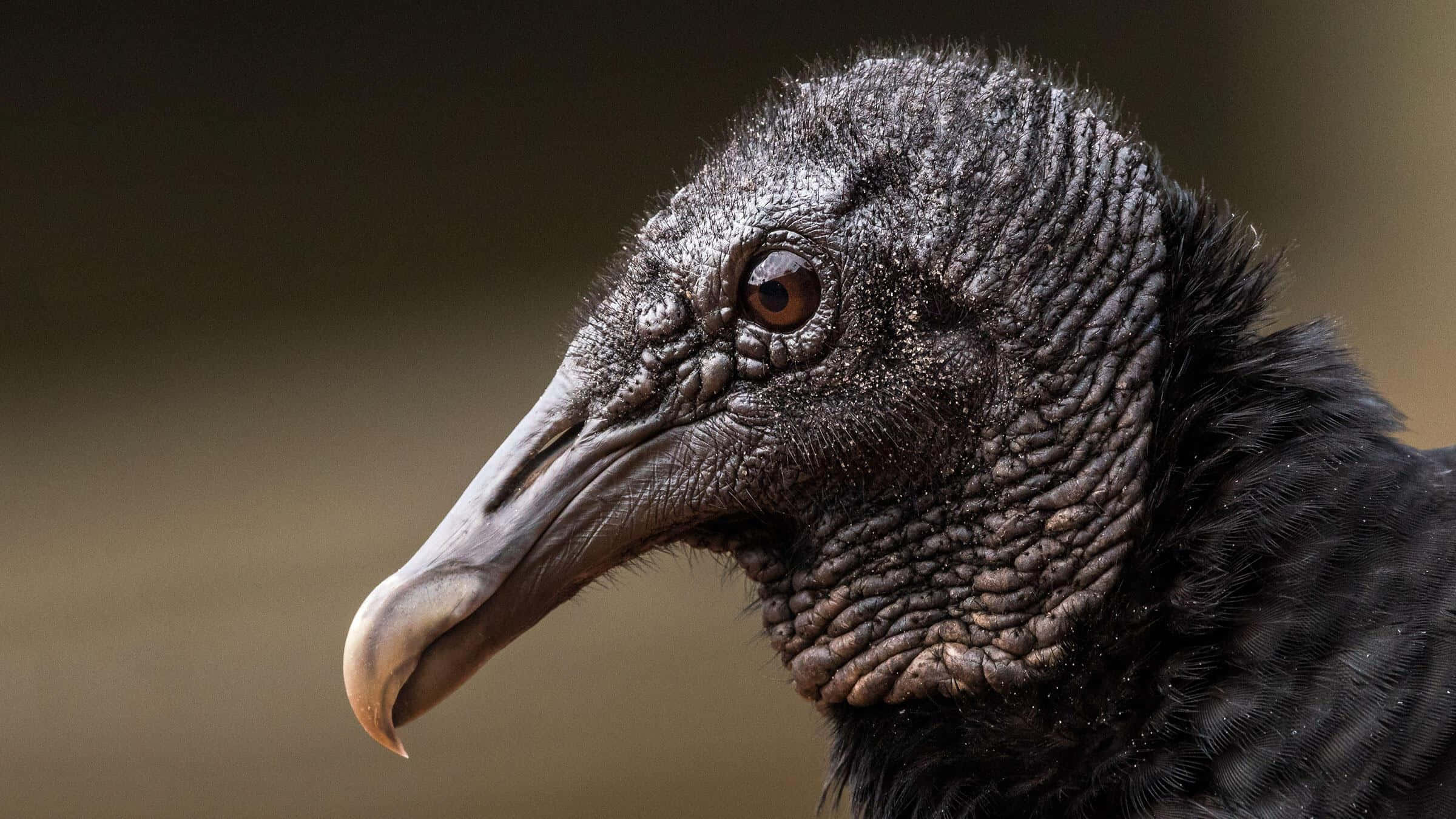 vulture, wrinkled dark skin, sharp curved beak, Full HD Desktop Wallpaper