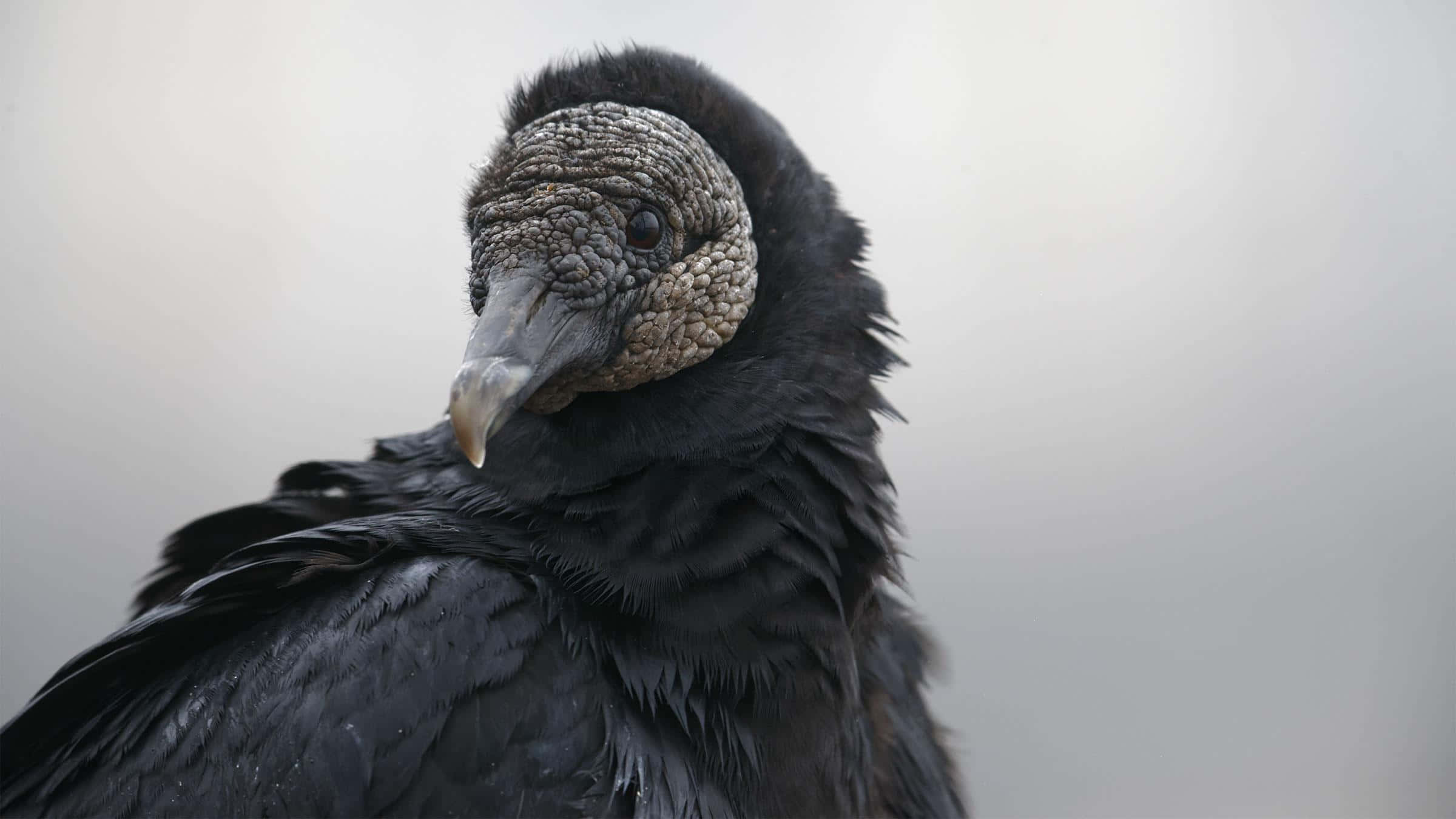 Black Vulture, wrinkled grayish head feathers, sharp beak, Full HD Desktop Wallpaper