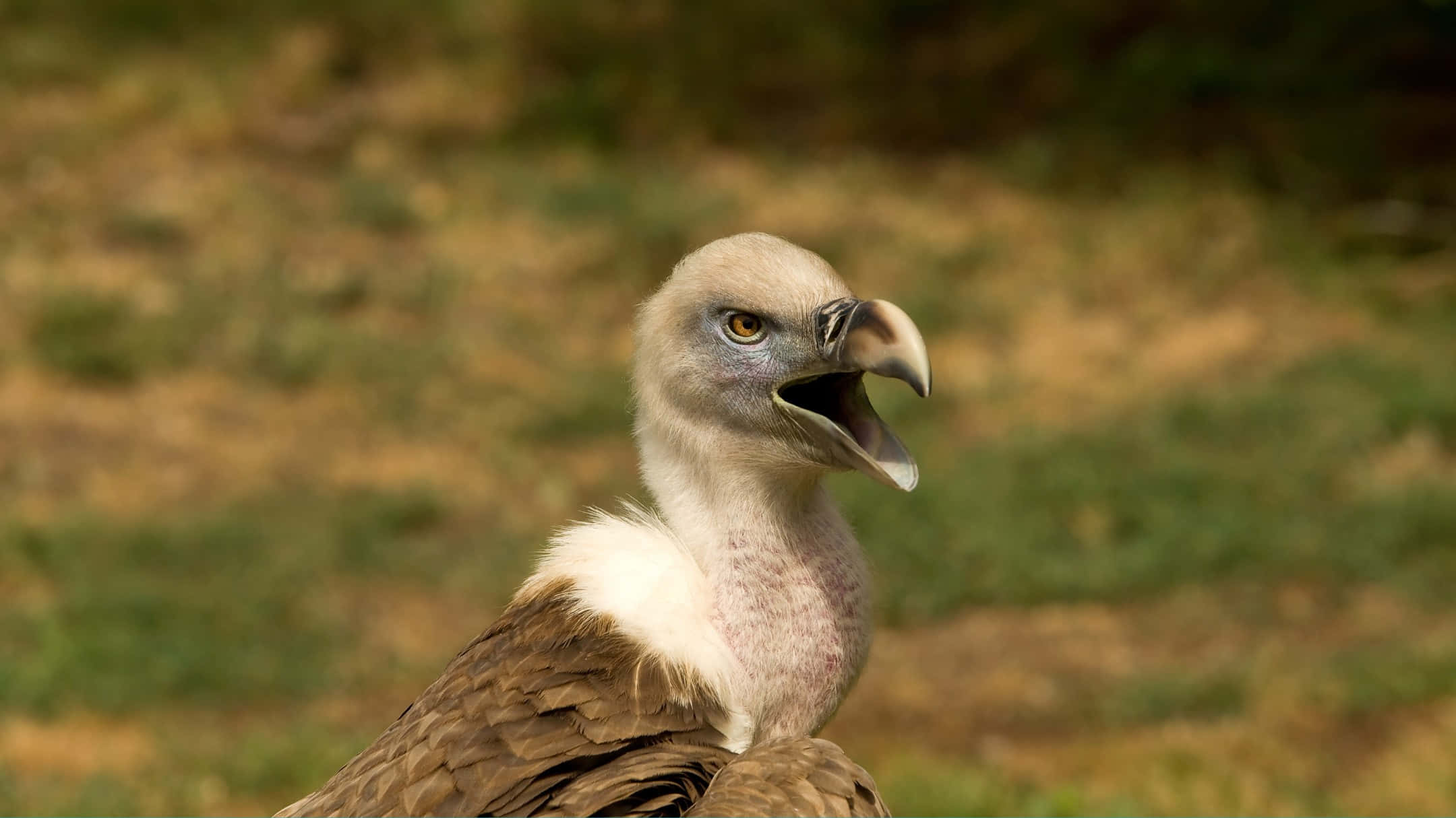 vulture, beak open, blurred grassy background, Full HD Desktop Wallpaper