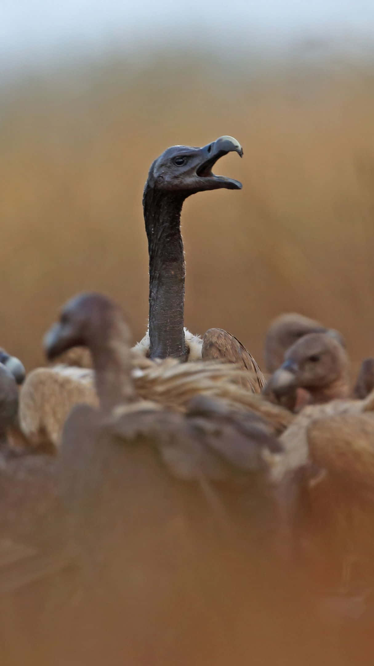 Vulture, flock, golden grassland, Full HD Phone Wallpaper