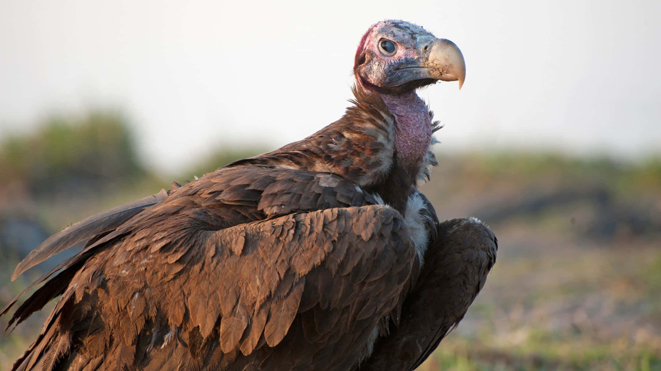 vulture, feathered brown body, bare pinkish head, Full HD Desktop Wallpaper