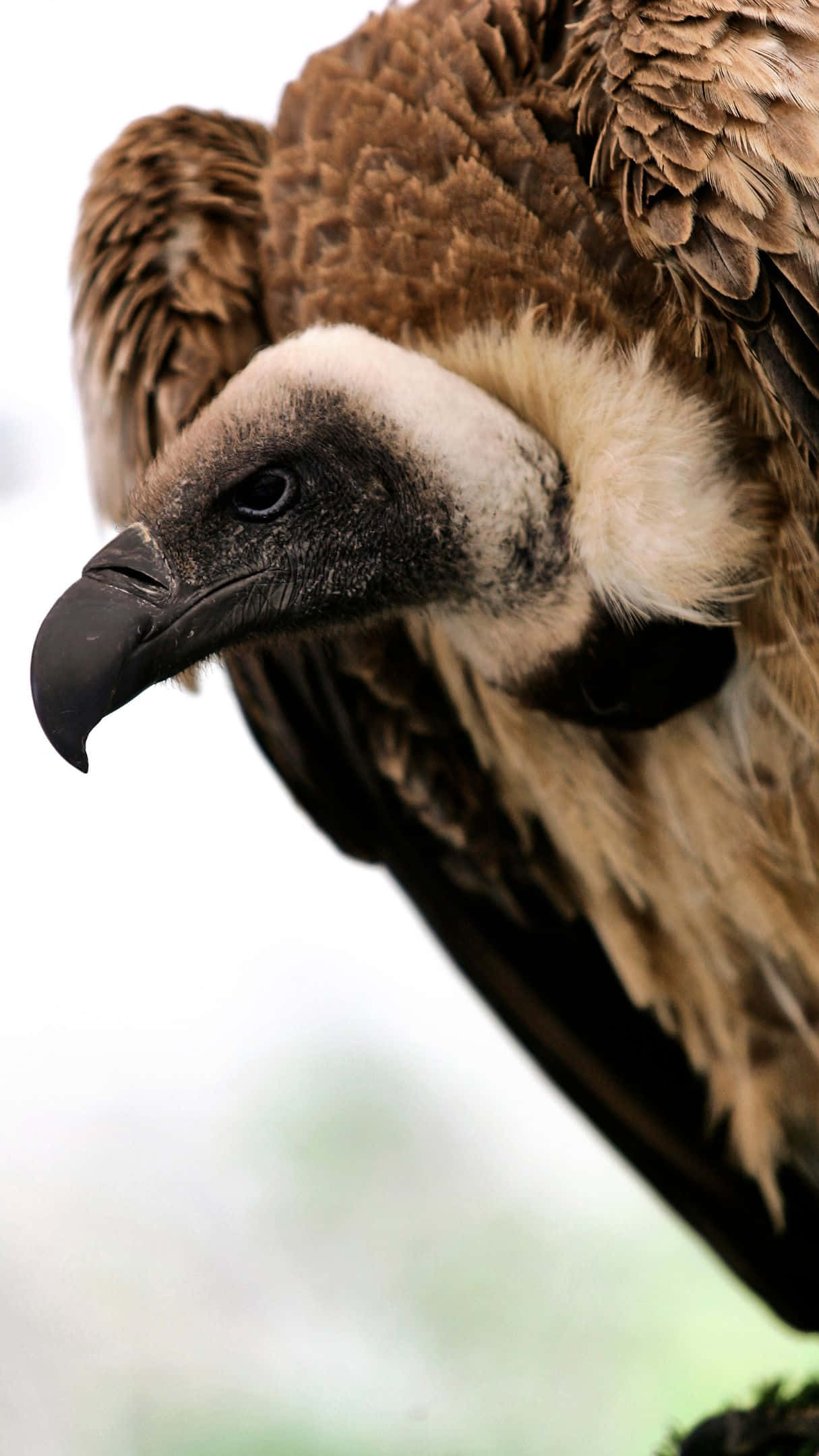 vulture, brown feathers, sharp curved beak, Full HD Phone Wallpaper