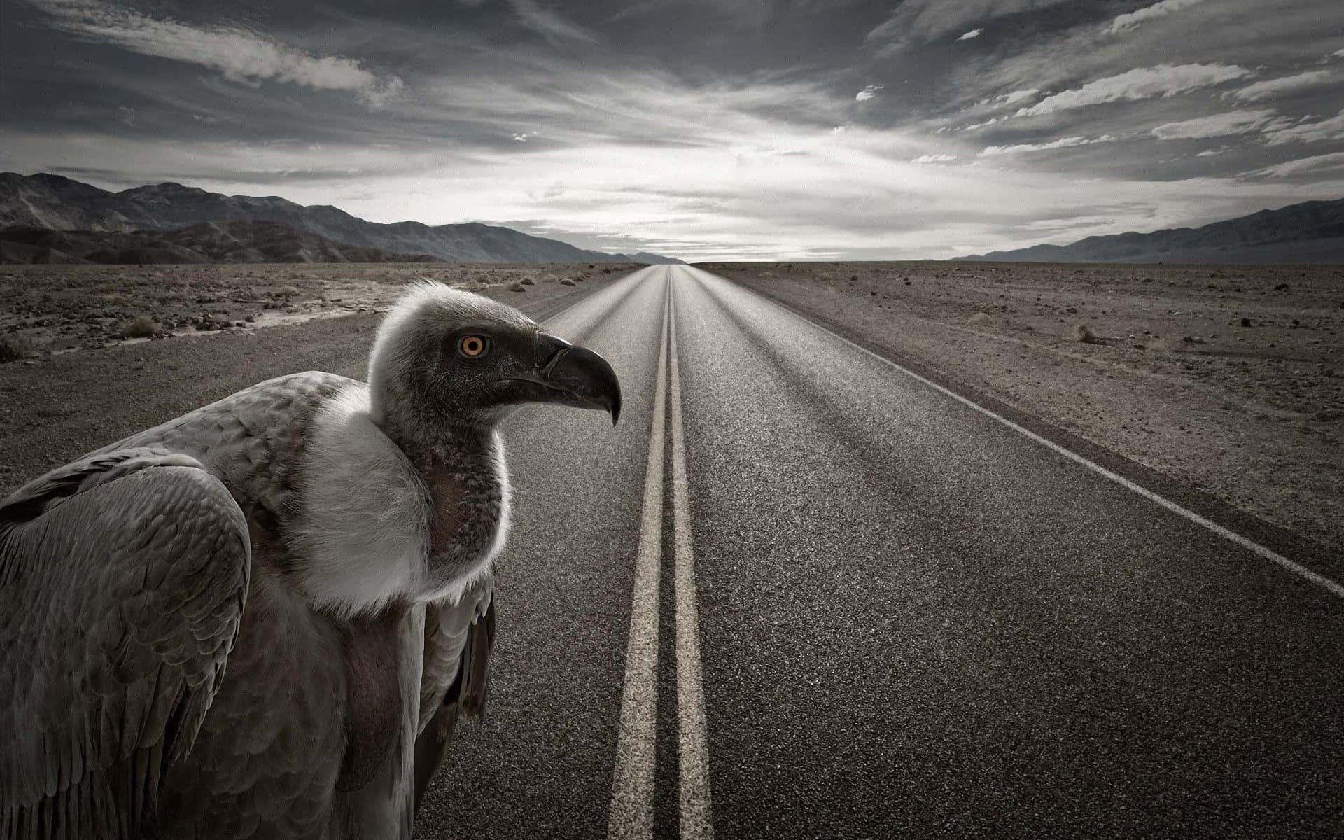 vulture, desert road, distant mountains, Full HD Desktop Wallpaper