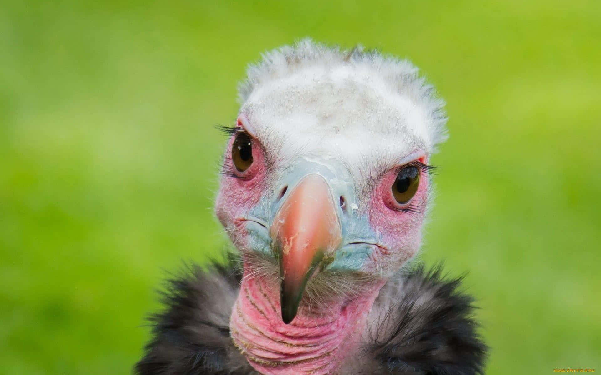 vulture, intense gaze, soft green blurred background, Full HD Desktop Wallpaper