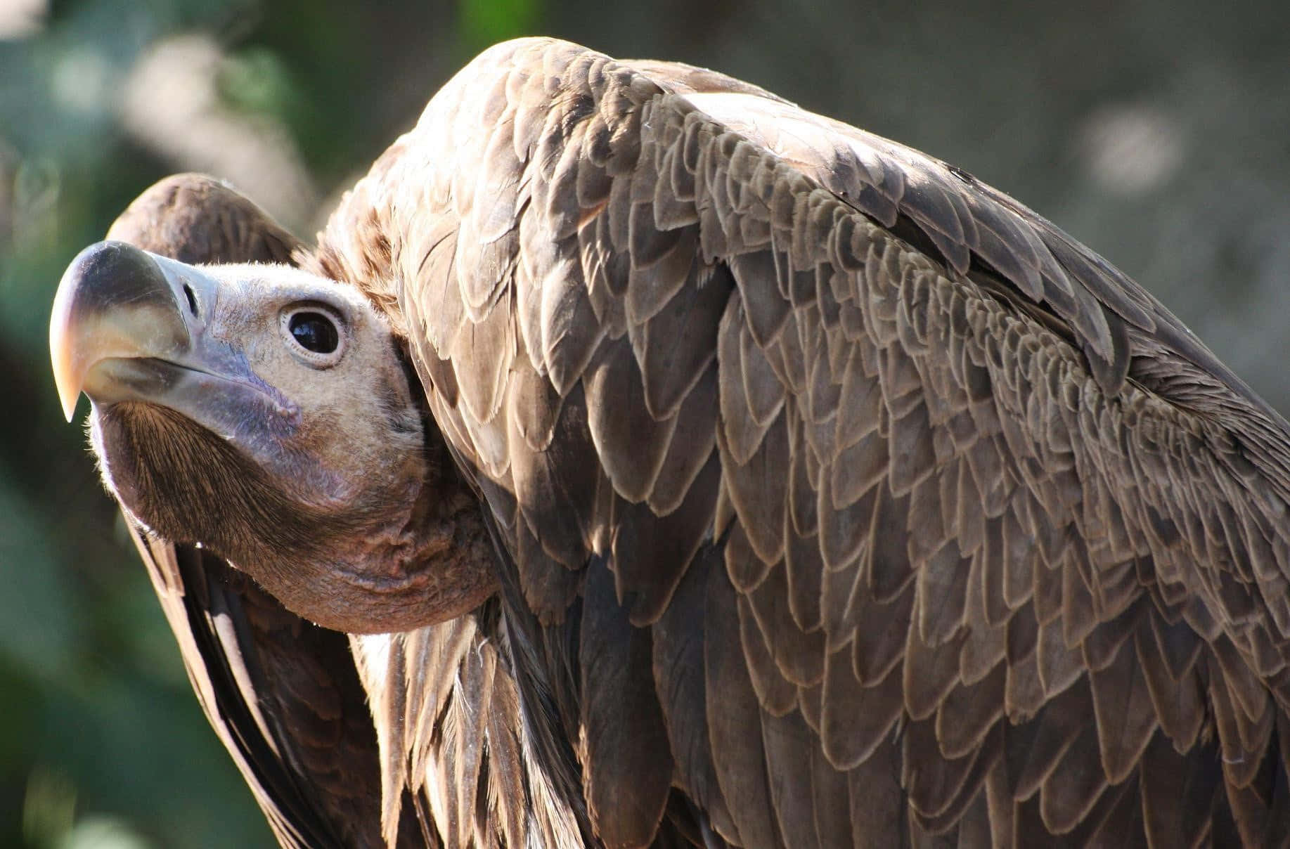 vulture, brown feathers, sharp curved beak, HD Desktop Wallpaper