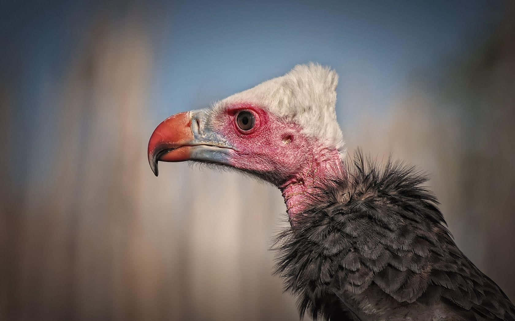 vulture, red beak, bare pink head, HD Desktop Wallpaper