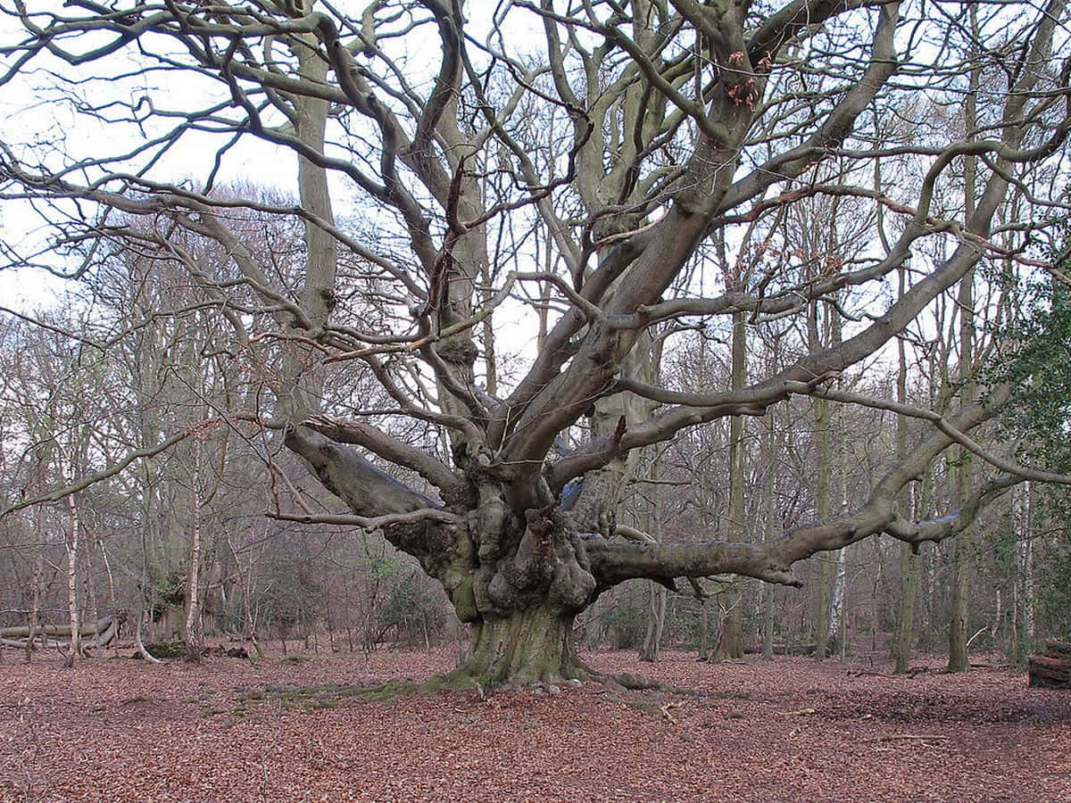 The Whomping Willow, bare tree, twisted branches, SD Desktop Wallpaper