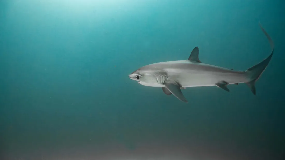 Thresher Shark Wallpapers