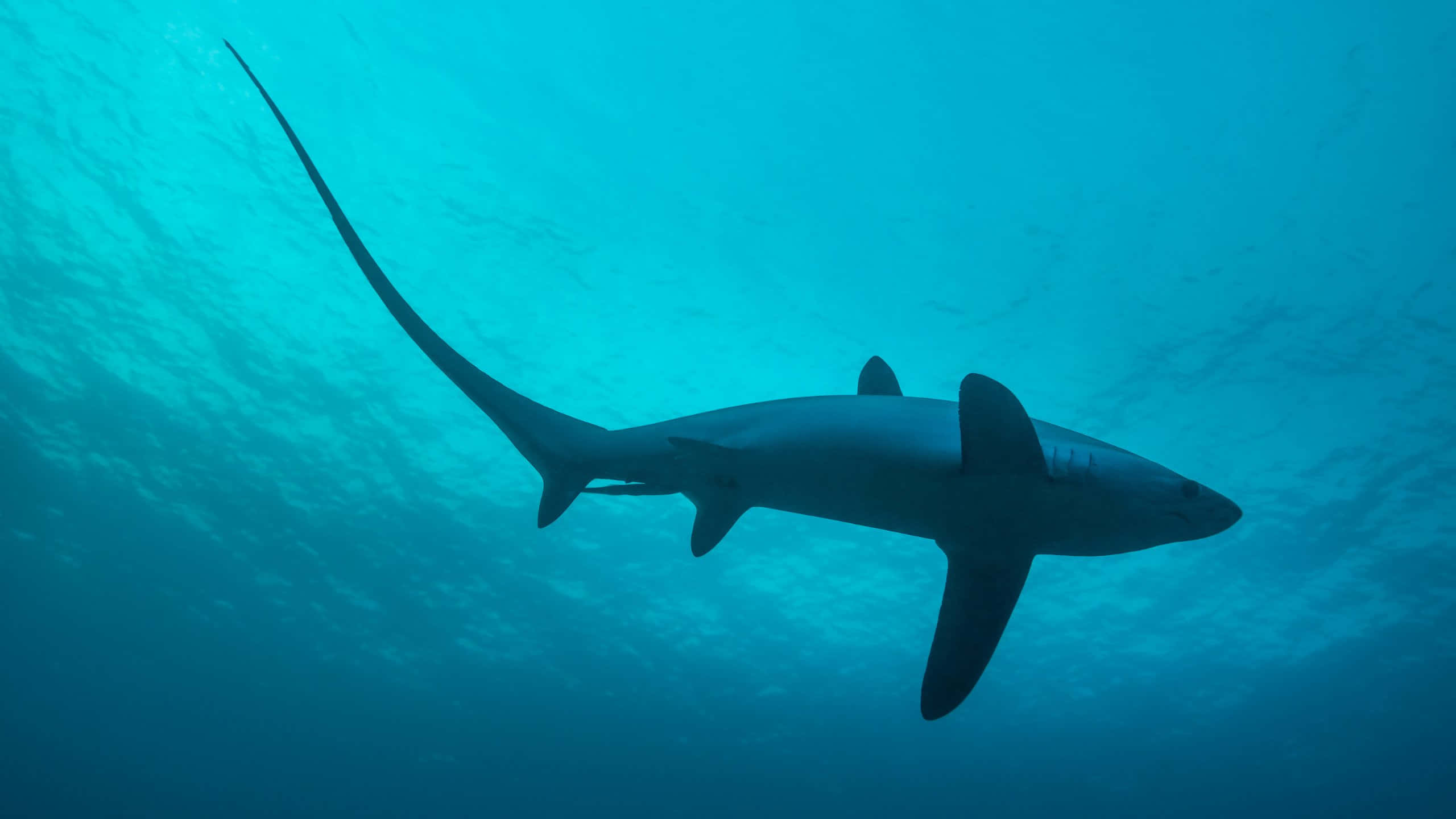 thresher shark, underwater silhouette, clear turquoise ocean water, 2K Desktop Wallpaper