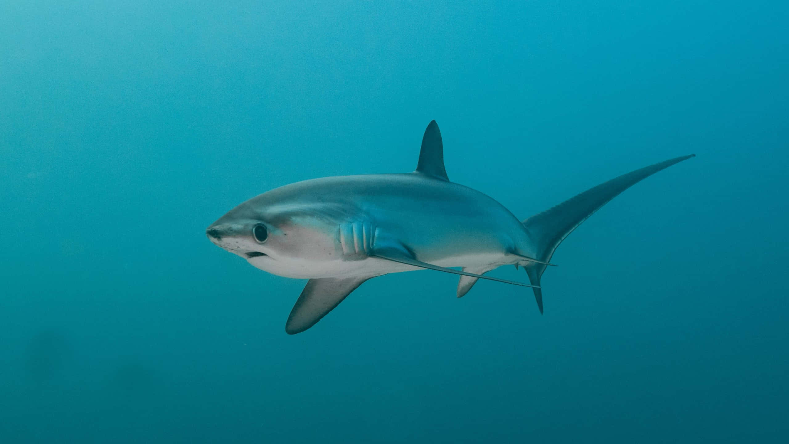 Thresher Shark, blue, turquoise ocean water, 2K Desktop Wallpaper