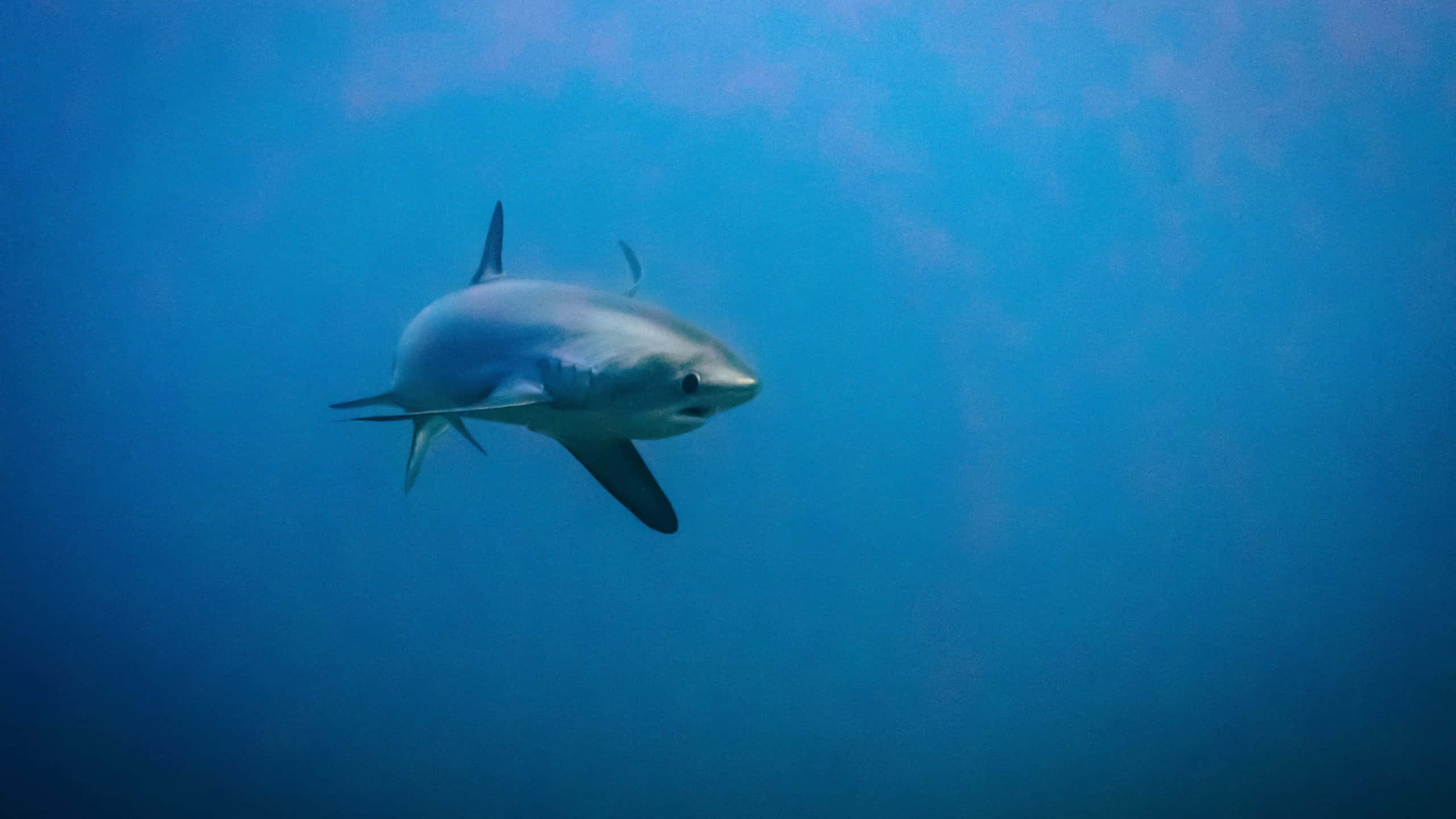 Thresher Shark, blue, turquoise ocean water, 2K Desktop Wallpaper