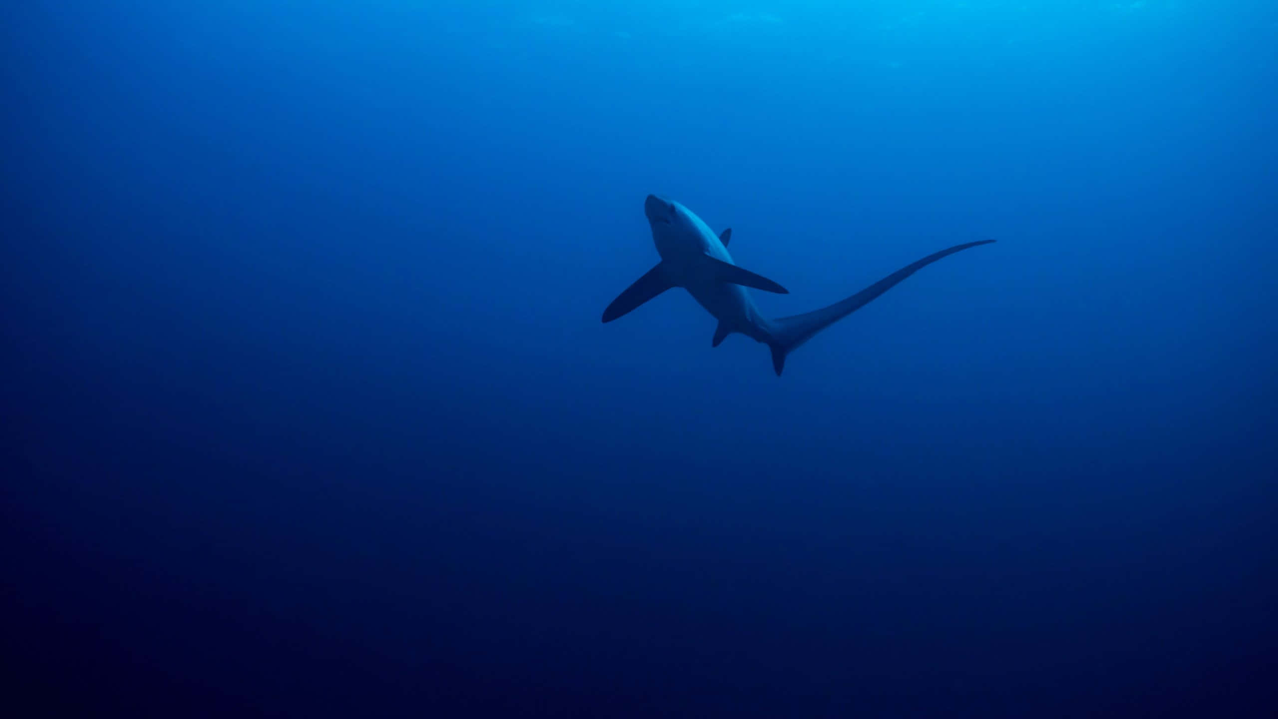 Thresher Shark, deep blue ocean, oceanic blue water, 2K Desktop Wallpaper