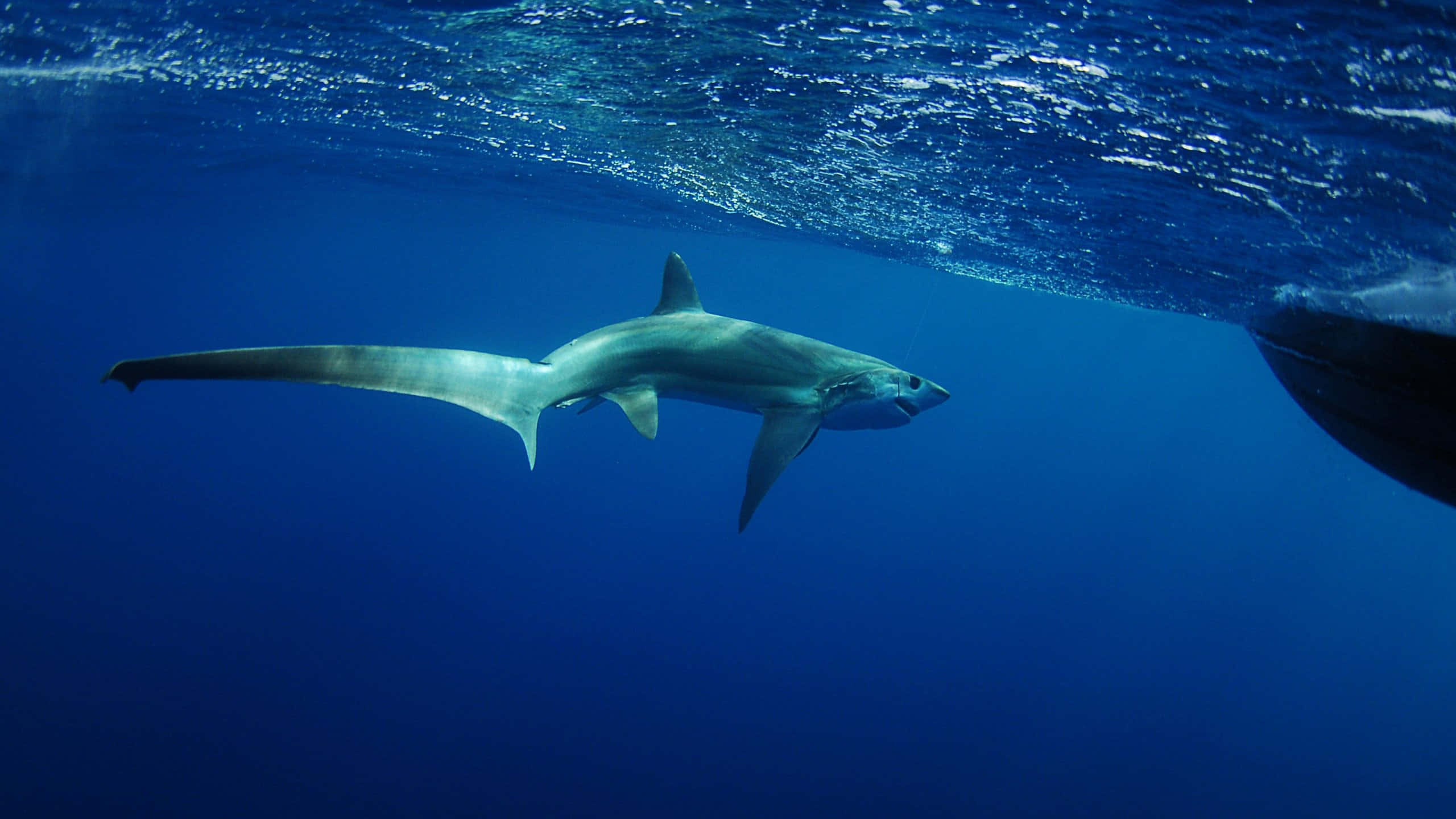 Thresher Shark, underwater swimming, deep ocean blue, 2K Desktop Wallpaper