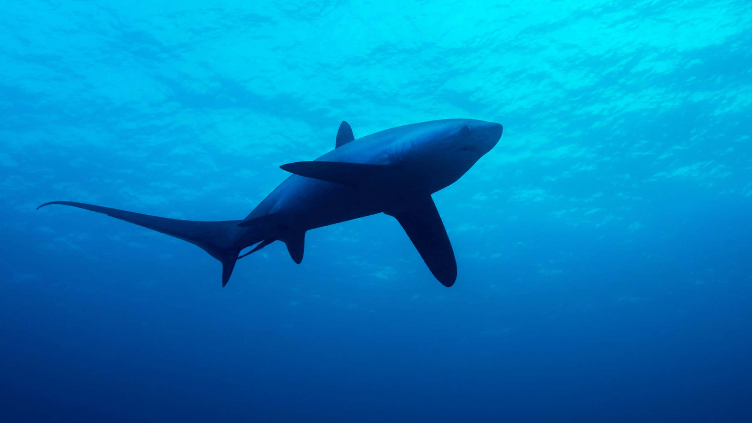 Thresher Shark, silhouette, underwater, 2K Desktop Wallpaper