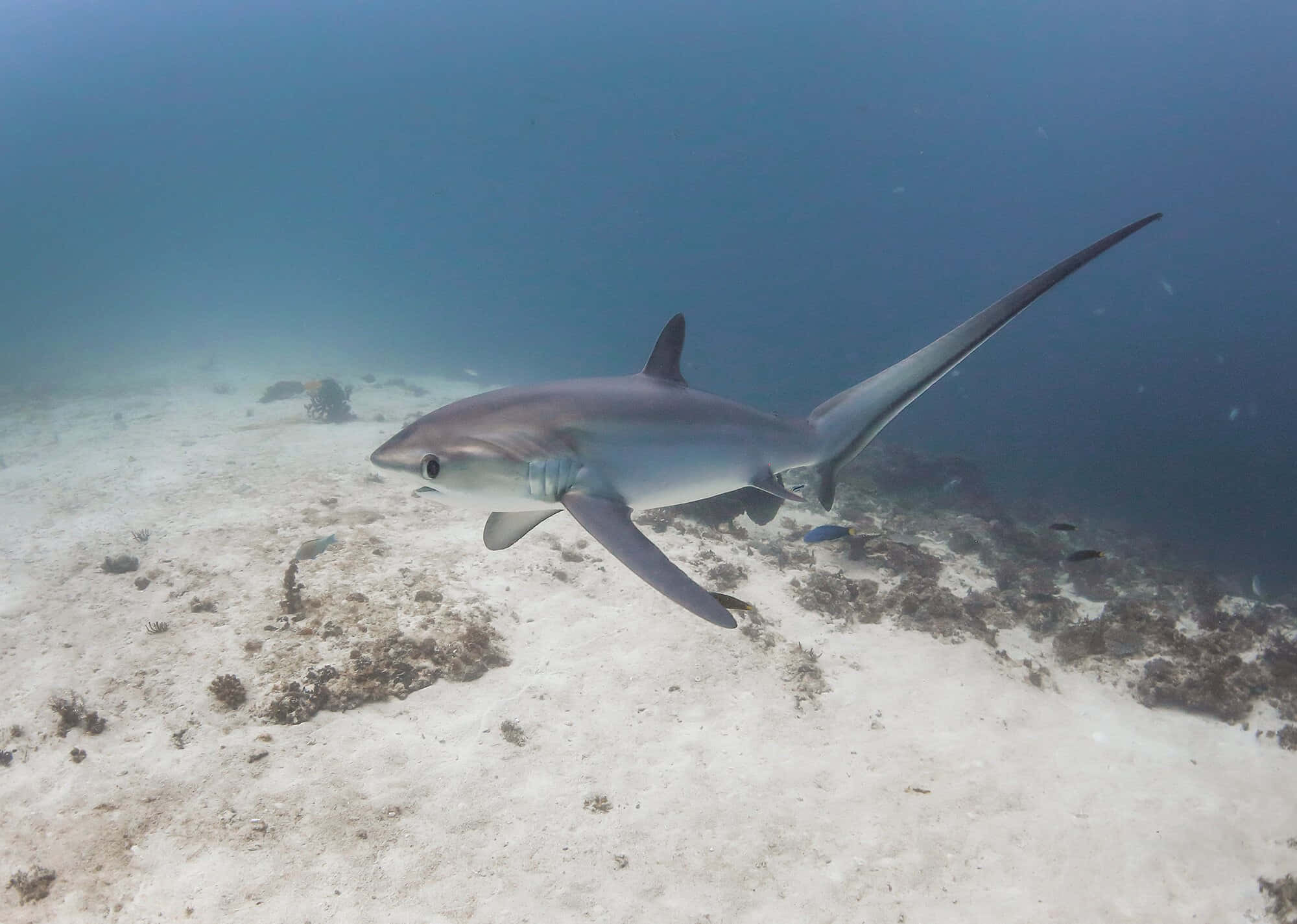 Thresher Shark, sandy ocean floor, coral, Full HD Desktop Wallpaper