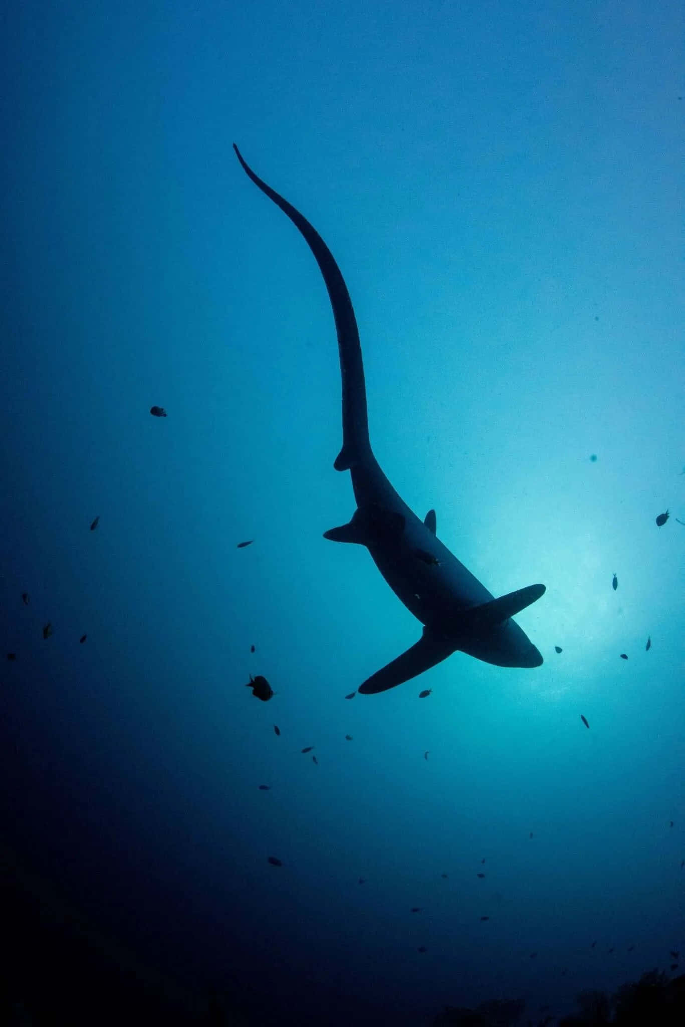thresher shark, silhouette, deep blue ocean water, Full HD Phone Wallpaper