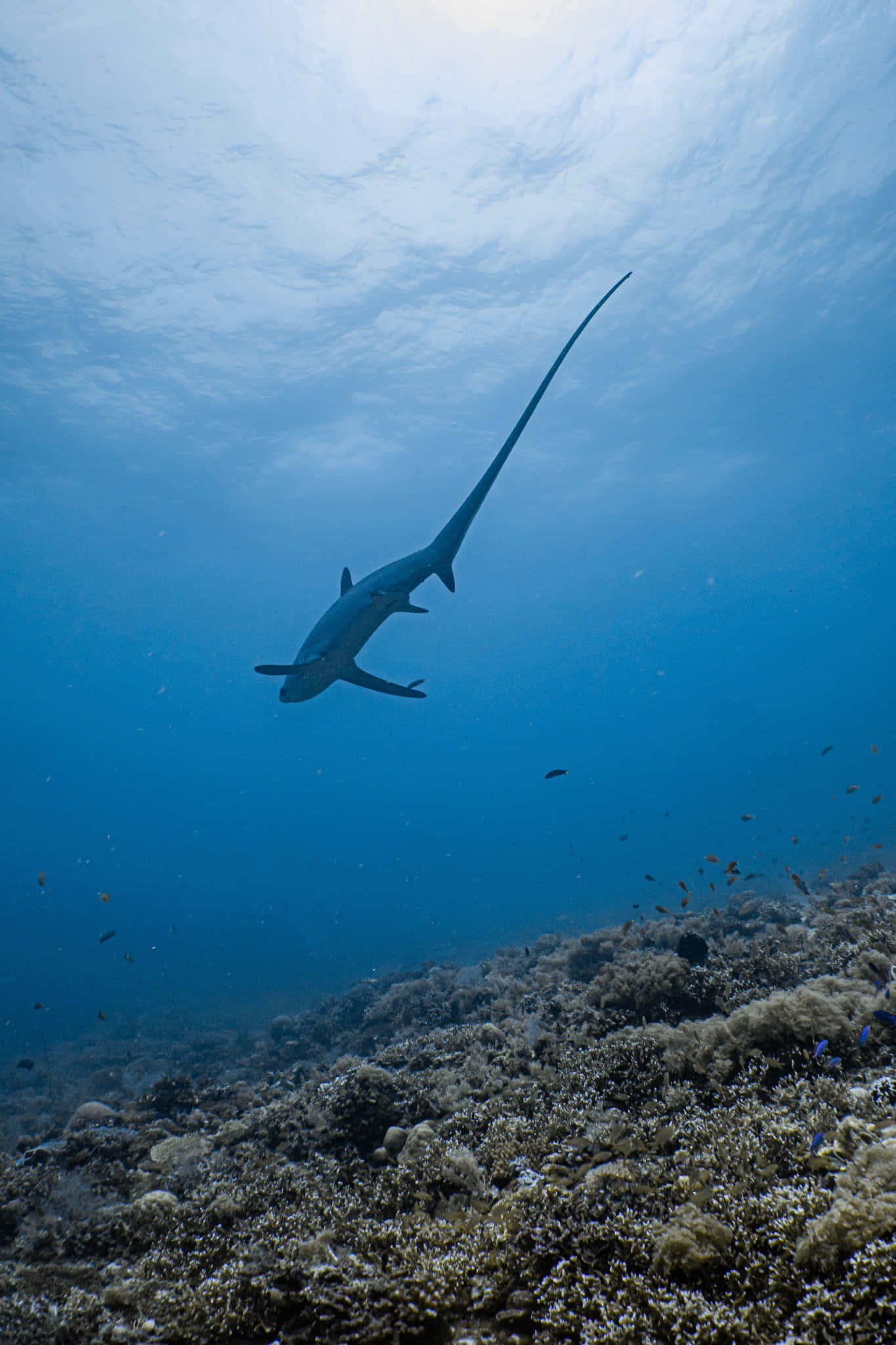 Thresher Shark, clear blue ocean water, vibrant coral reef, Full HD Phone Wallpaper