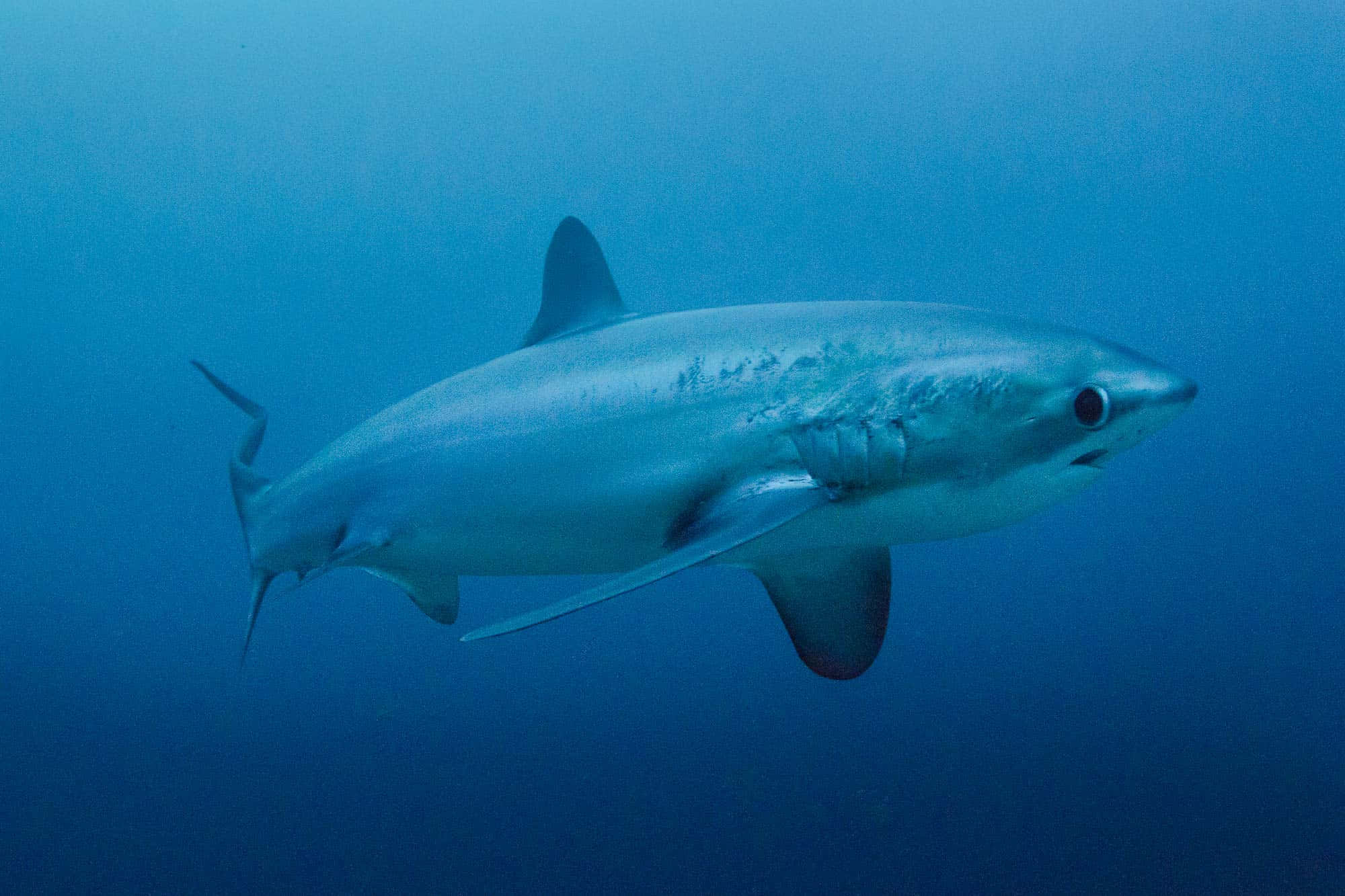 Thresher Shark, underwater, deep ocean blue water, Full HD Desktop Wallpaper
