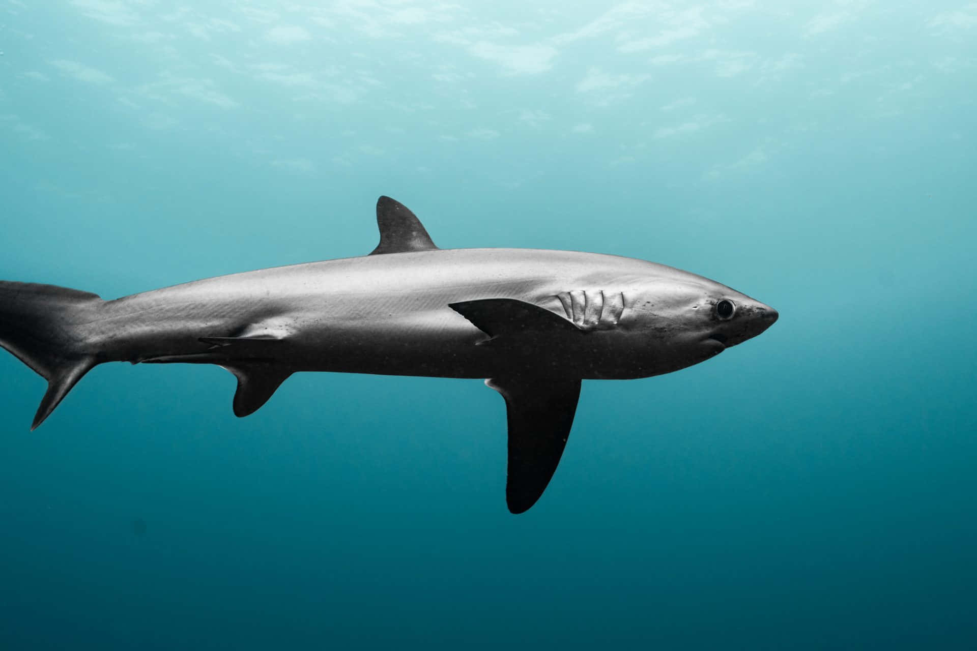 Thresher Shark, silver, clear turquoise ocean water, Full HD Desktop Wallpaper