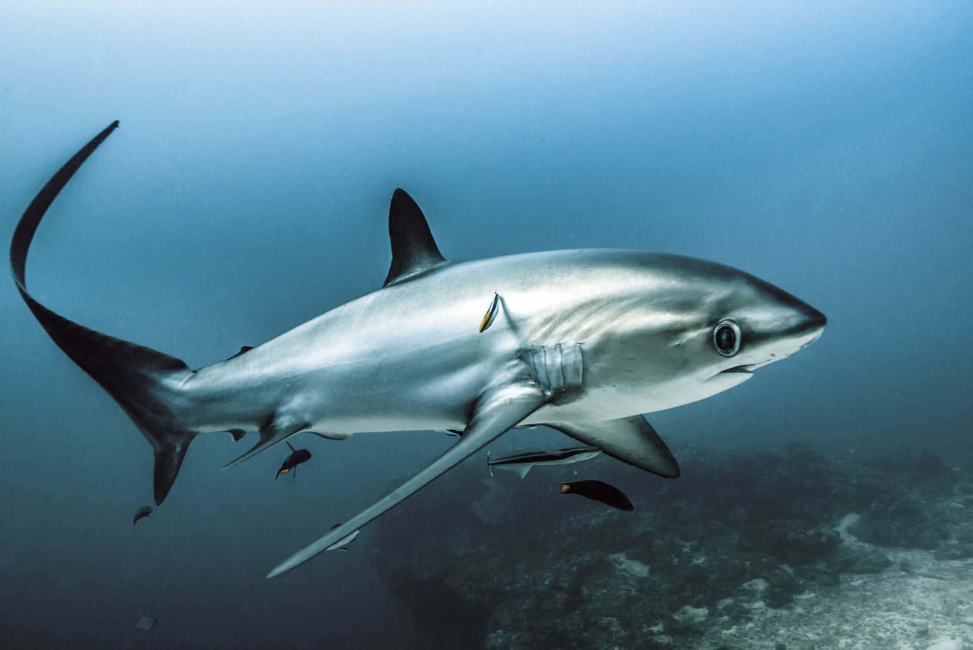 Thresher Shark, blue shark, clear blue ocean water, HD Desktop Wallpaper
