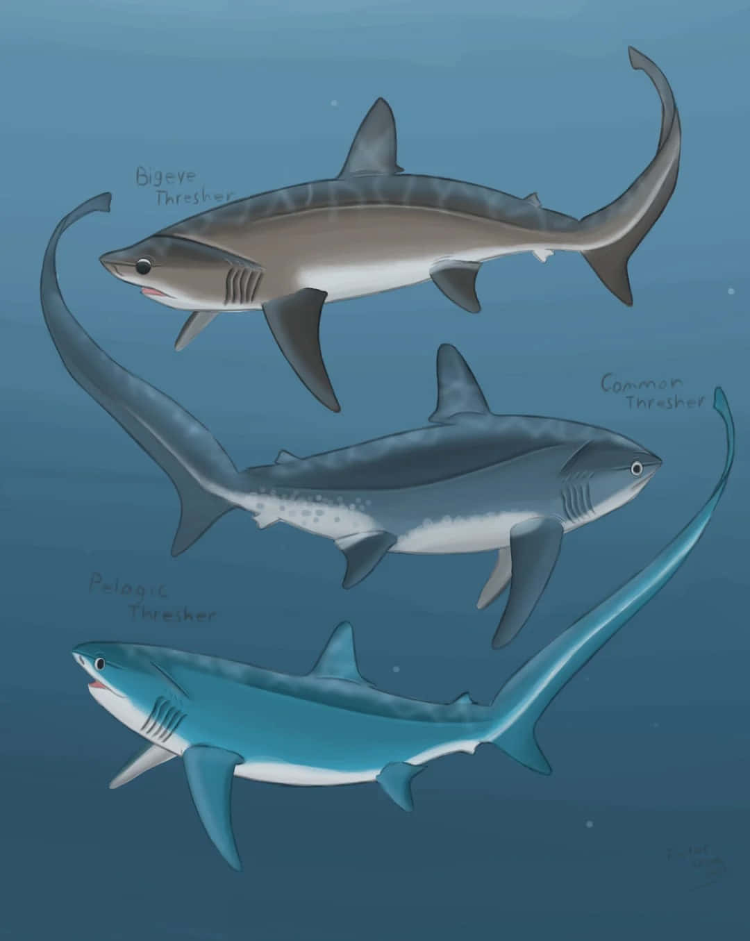 Thresher Shark, ocean blue, body shape, HD Phone Wallpaper